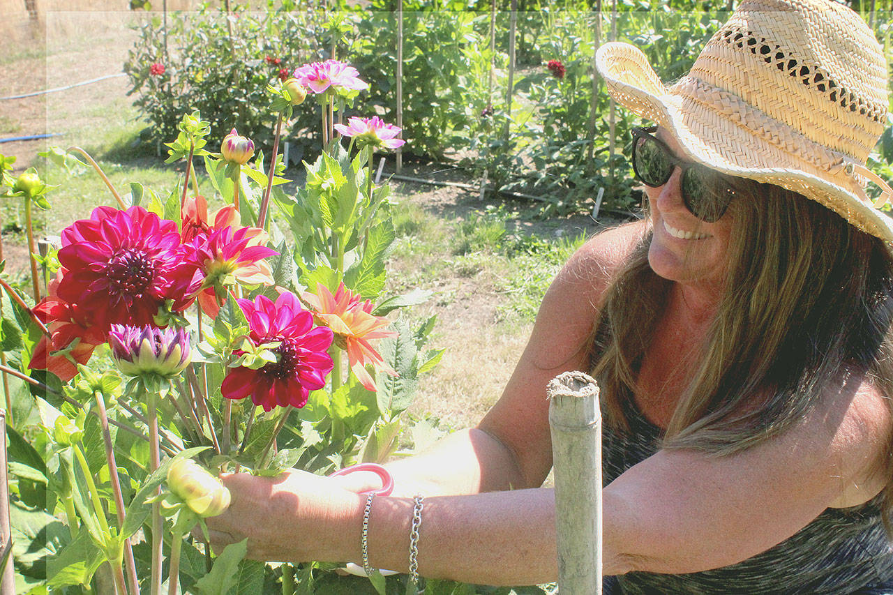 Anderson Farm generational family member Tamara Knapp admires her dahlia fields in late August. Photo by Wendy Leigh / South Whidbey Record