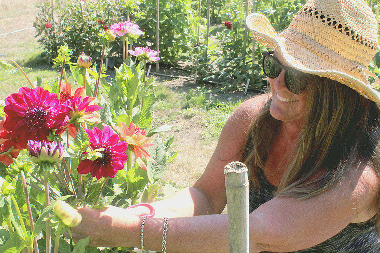 New life for old farm: Dahlias in bloom around historic home restored by descendant