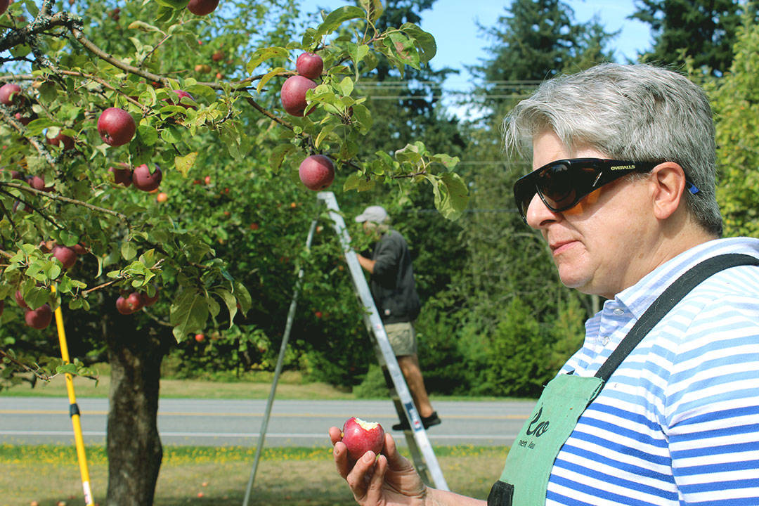 Gleeful Gleaner Mary McMurty does a readiness taste-test before harvesting an apple tree for the Good Cheer Food Bank. Photo by Wendy Leigh/South Whidbey Record