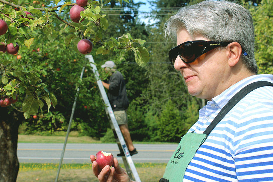 Gleeful Gleaner Mary McMurty does a readiness taste-test before harvesting an apple tree for the Good Cheer Food Bank