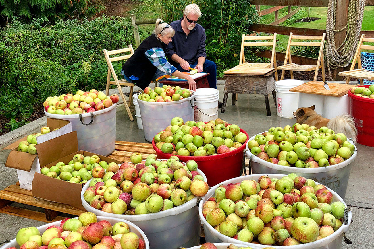A pressing need: Cider events proliferate as apple season begins