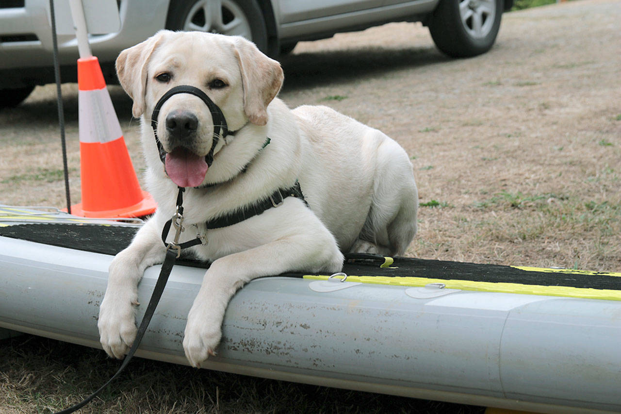 Service dogs compete in ‘Puppy Olympics’ at volunteer picnic