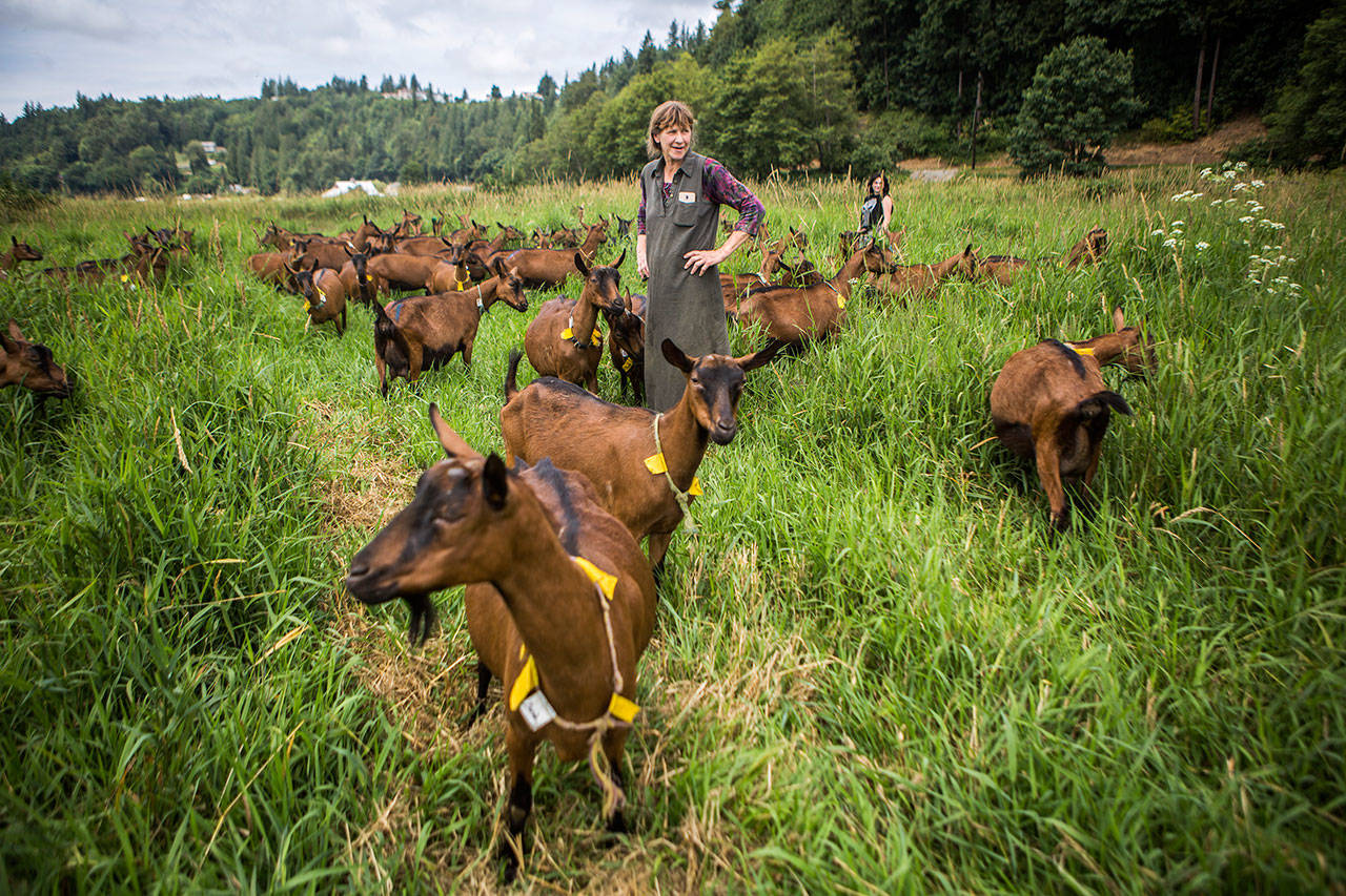 St. John Creamery owner Marcia St. John walks her goats in a field near Stanwood. (Olivia Vanni / The Herald)