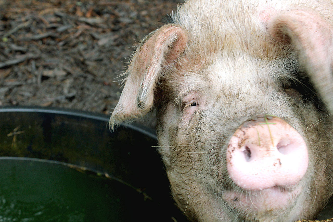 Gloucestershire Old Spot pig Eleanor poses for the camera at Welborn Farm in Greenbank. Photo by Wendy Leigh/South Whidbey Record