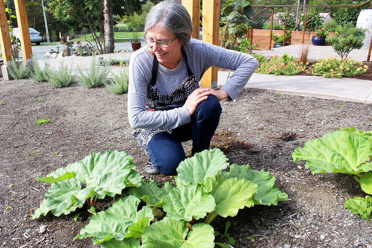 Blooms Winery owner Virginia Bloom inspects rhubarb in the winery garden, which is used to make the award-winning Blooms Ambrosia Wine. Photo by Wendy Leigh/South Whidbey Record