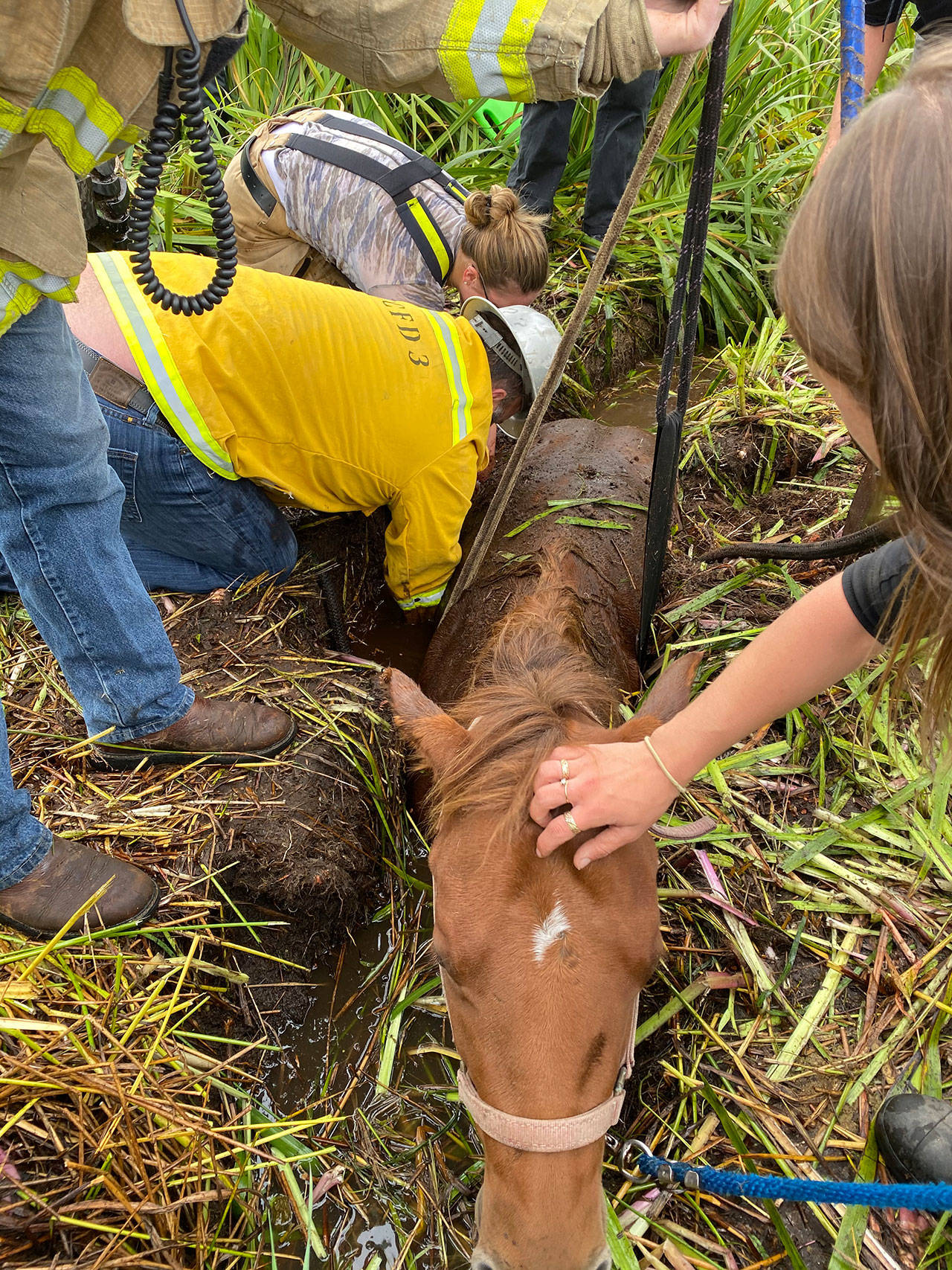 Photo provided                                South Whidbey Fire/EMS personnel work to remove a horse stuck in the mud Sunday morning.