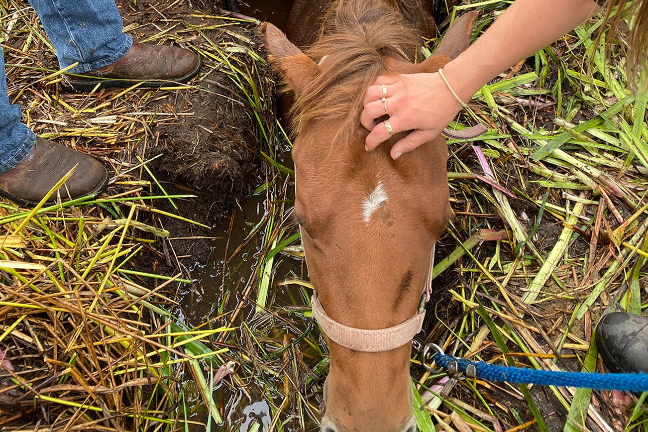 Firefighters rescue horse stuck in mud