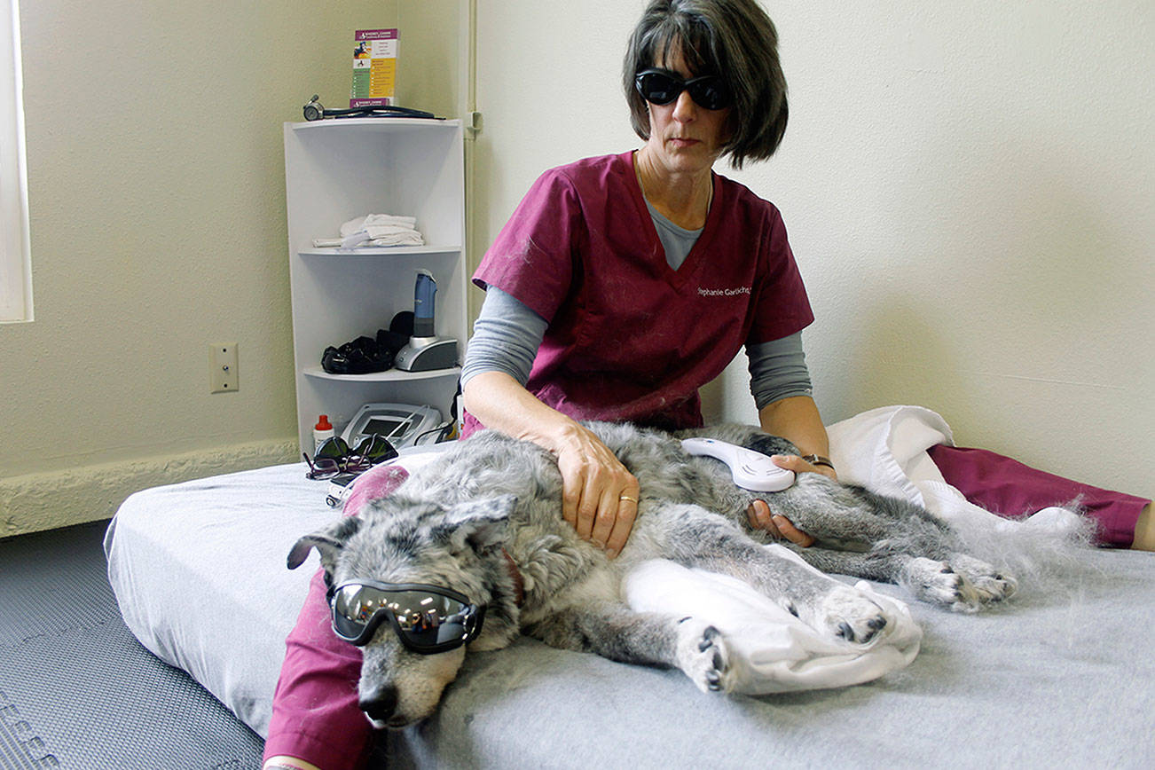 Pet rehab: Dogs in ‘doggles,’ cats get post-surgery care