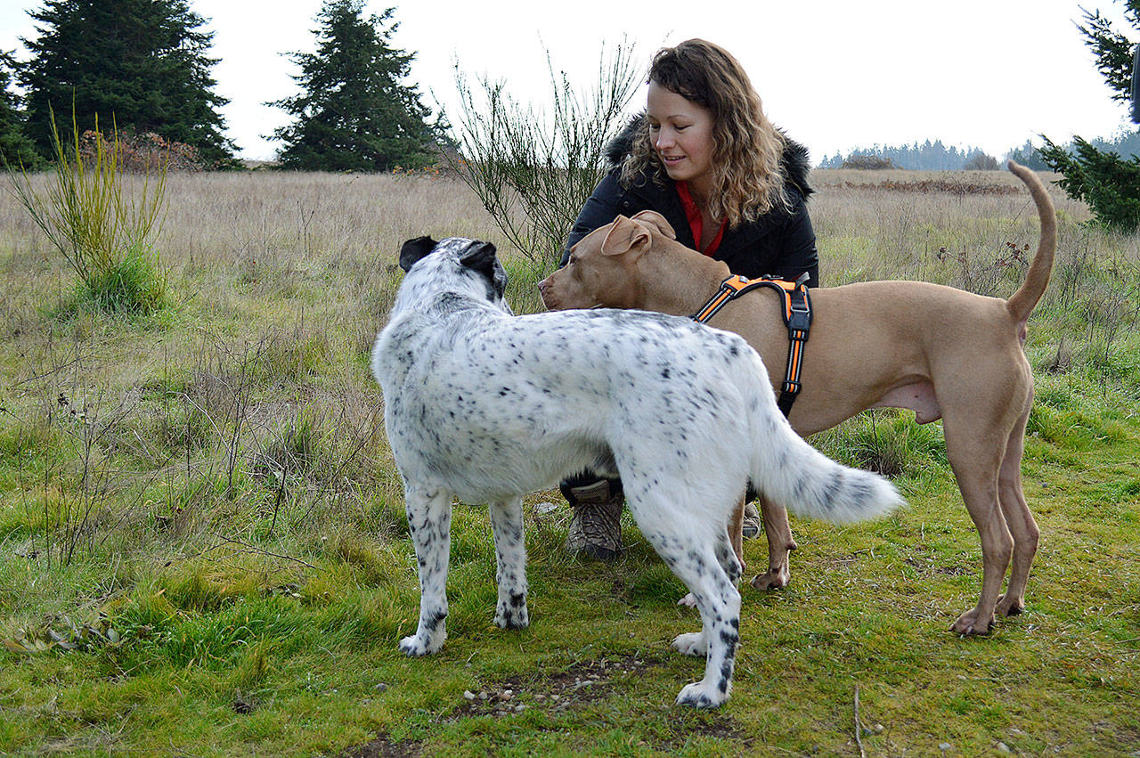 Beth Ilina and her pitbull mix Apollo are greeted by Paco at the off-leash area of Greenbank Farm. Photo by Laura Guido/Whidbey News Group