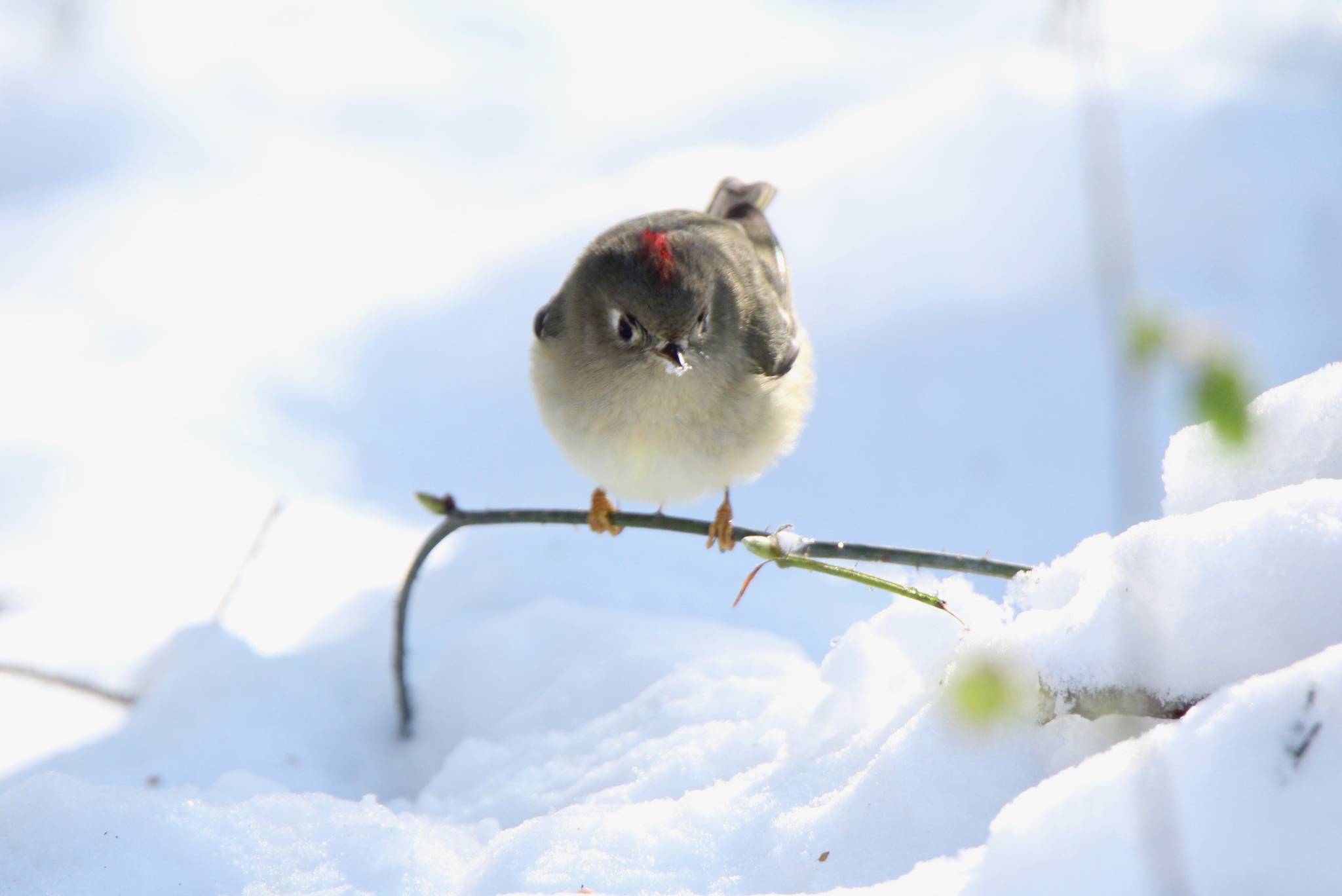 Govinda Holtby captured a photo of a ruby-crowned kinglet on South Whidbey.