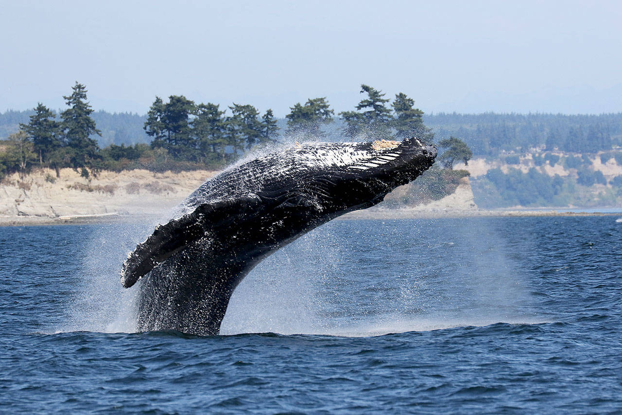 Photo courtesy of Jill Hein                                A female humpback whale, Zephyr, near Double Bluff beach.