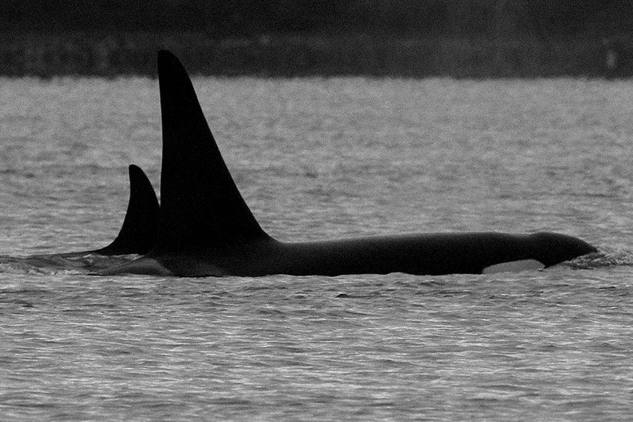 Orcas visit Whidbey waters just in time for the holidays