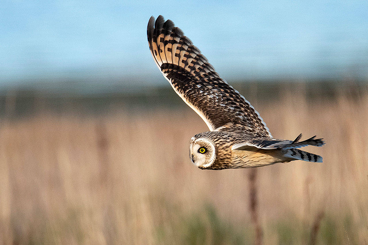 Photo by Jennifer Holmes                                A short-eared owl glides over Crockett Lake Preserve on Central Whidbey.