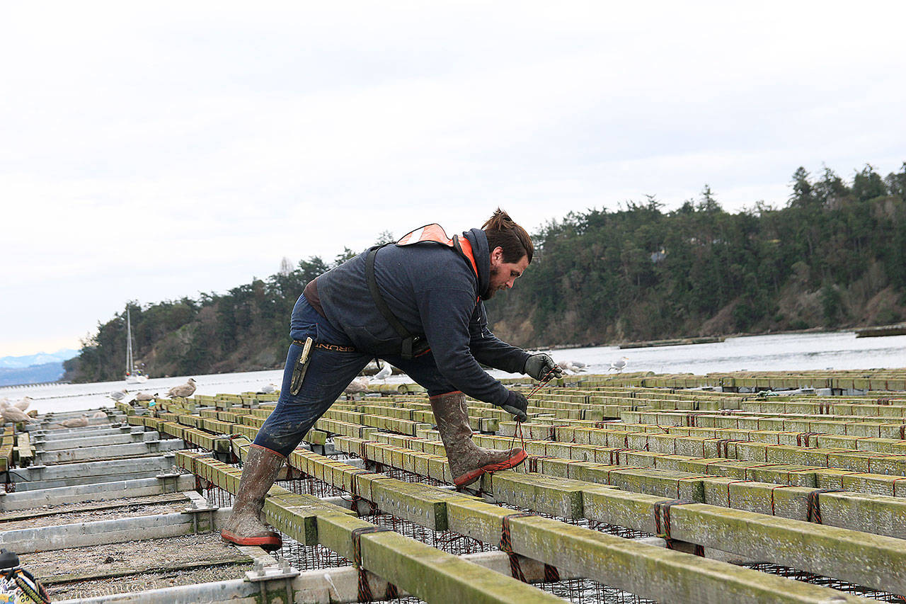 Photo by Laura Guido/Whidbey News Group                                Penn Cove Shellfish employee Zane Malloy secures lines on a mussel raft.