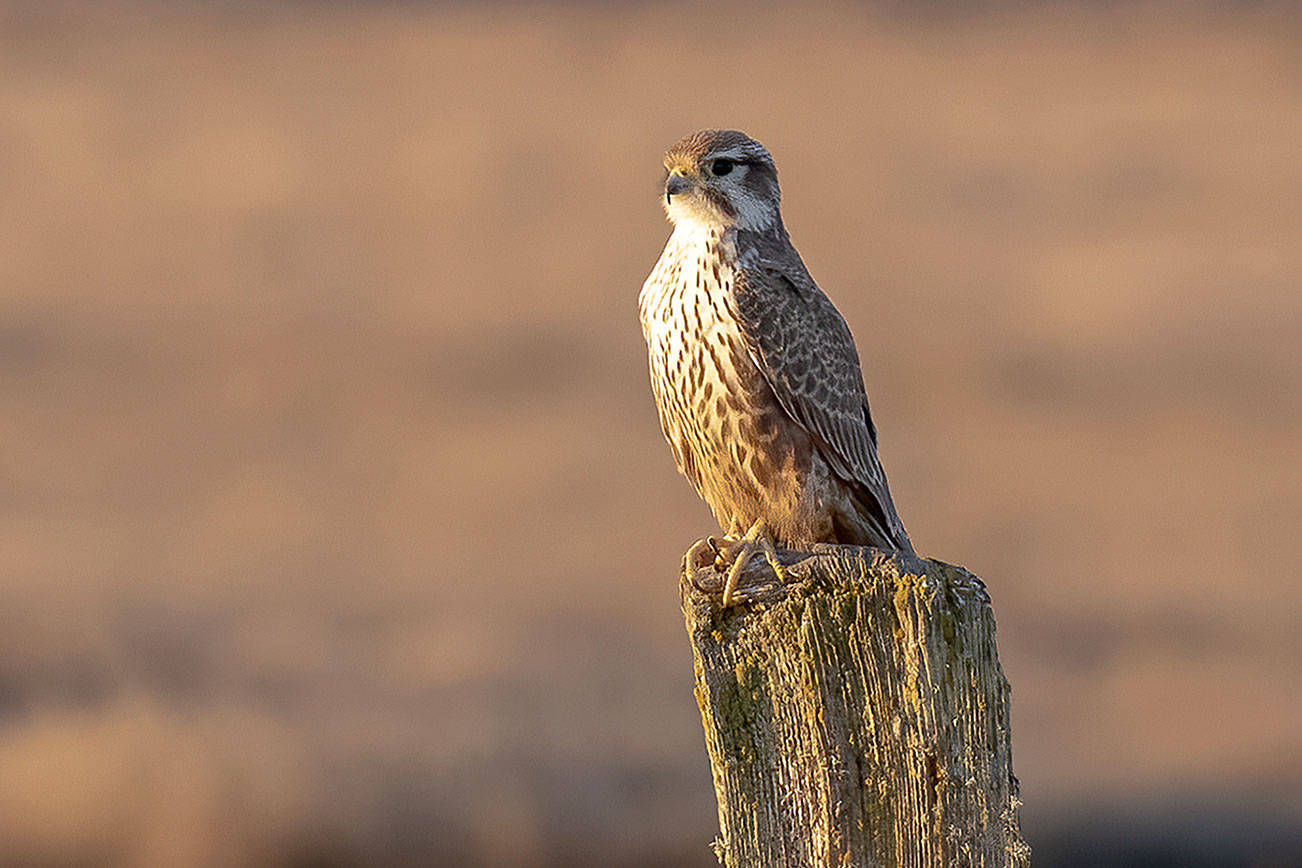 Rare visitor appears at Crockett Lake Preserve