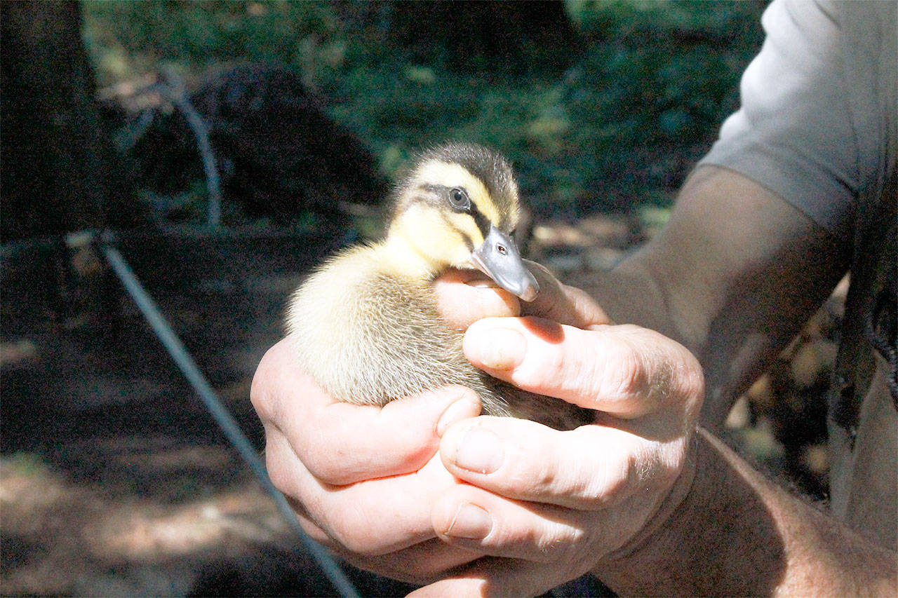 New farmer seeking fruit for his flock