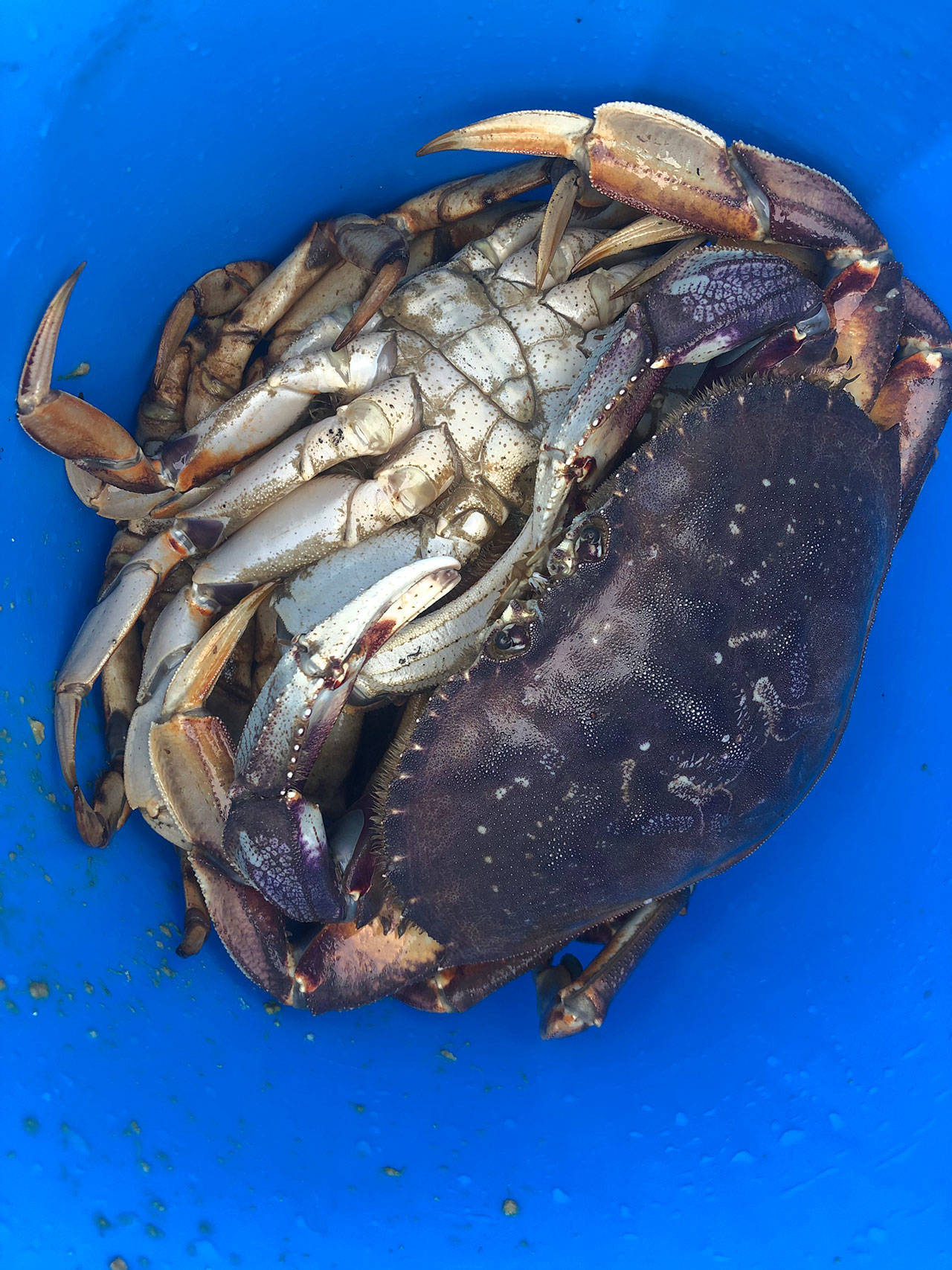 Pinched crabs make crabbers crabby