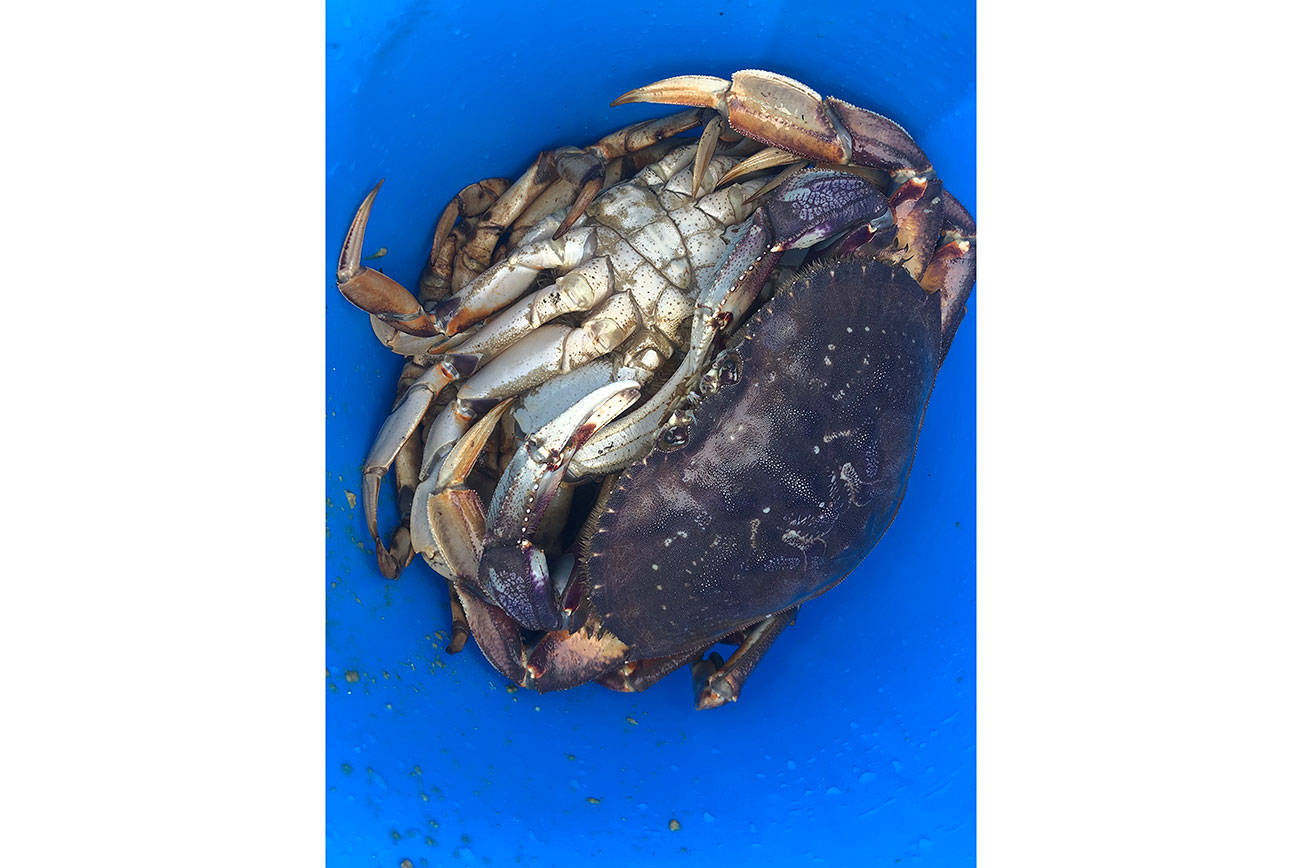 Pinched crabs make crabbers crabby