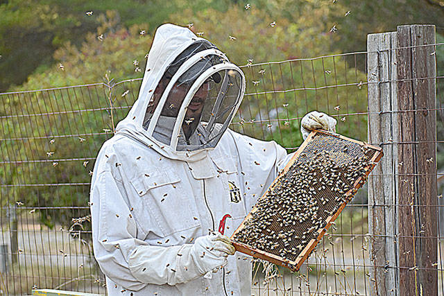 Ryan Nefcy removed these bees from the Roller Barn in Oak Harbor earlier this summer and added them to his 30 bee hives. Photo by Emily Gilbert/Whidbey News-Times.