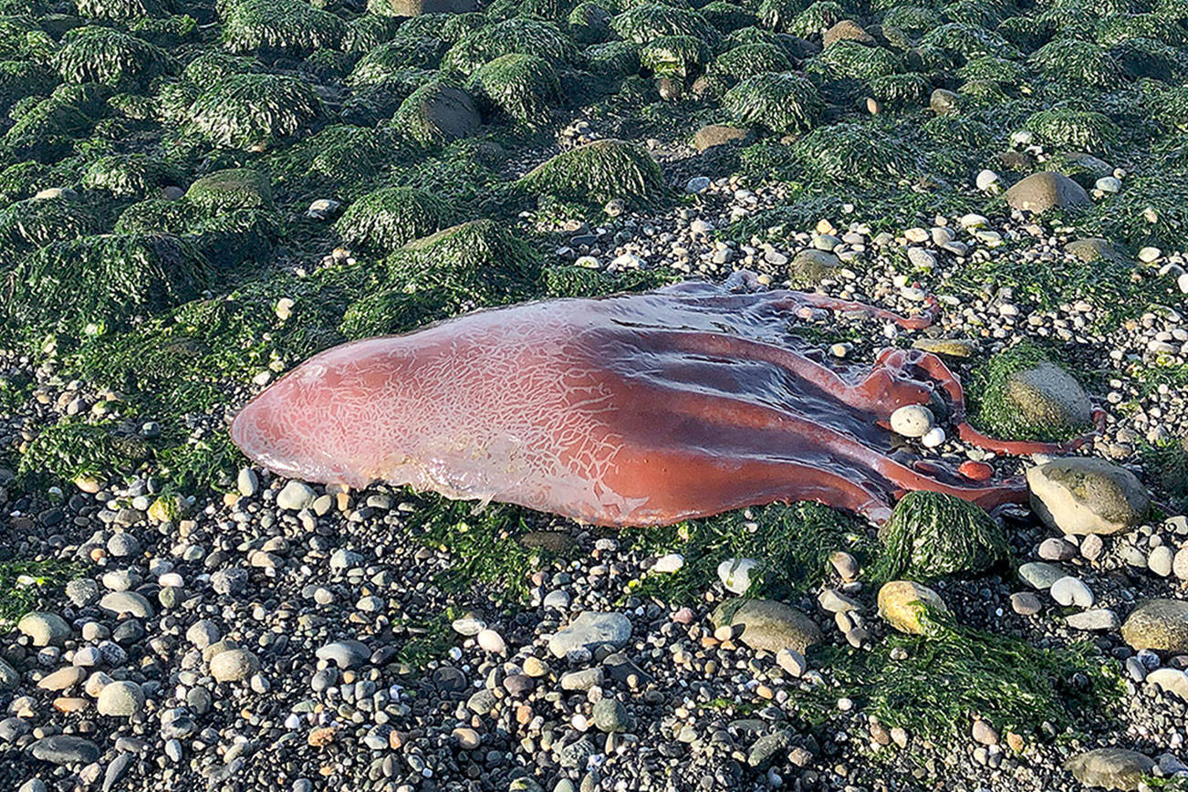 Possible ‘seven-armed octopus’ found on beach at Ebey’s Landing