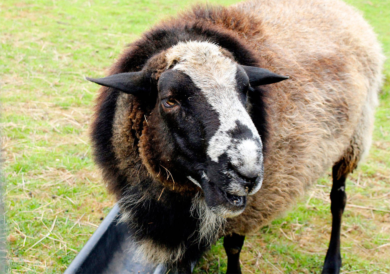 Romeo is the only known ram within Langley city limits. Photo by Kira Erickson/Whidbey News-Times