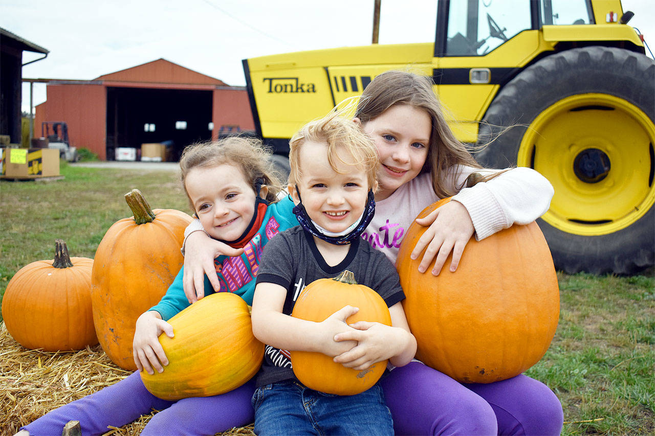 Siblings Alaura, Jesse and Kennedy Williams of Langley visited at Shermans Pioneer Farm in Coupeville, searching for the perfect pumpkins. Photo by Emily Gilbert/Whidbey News-Times