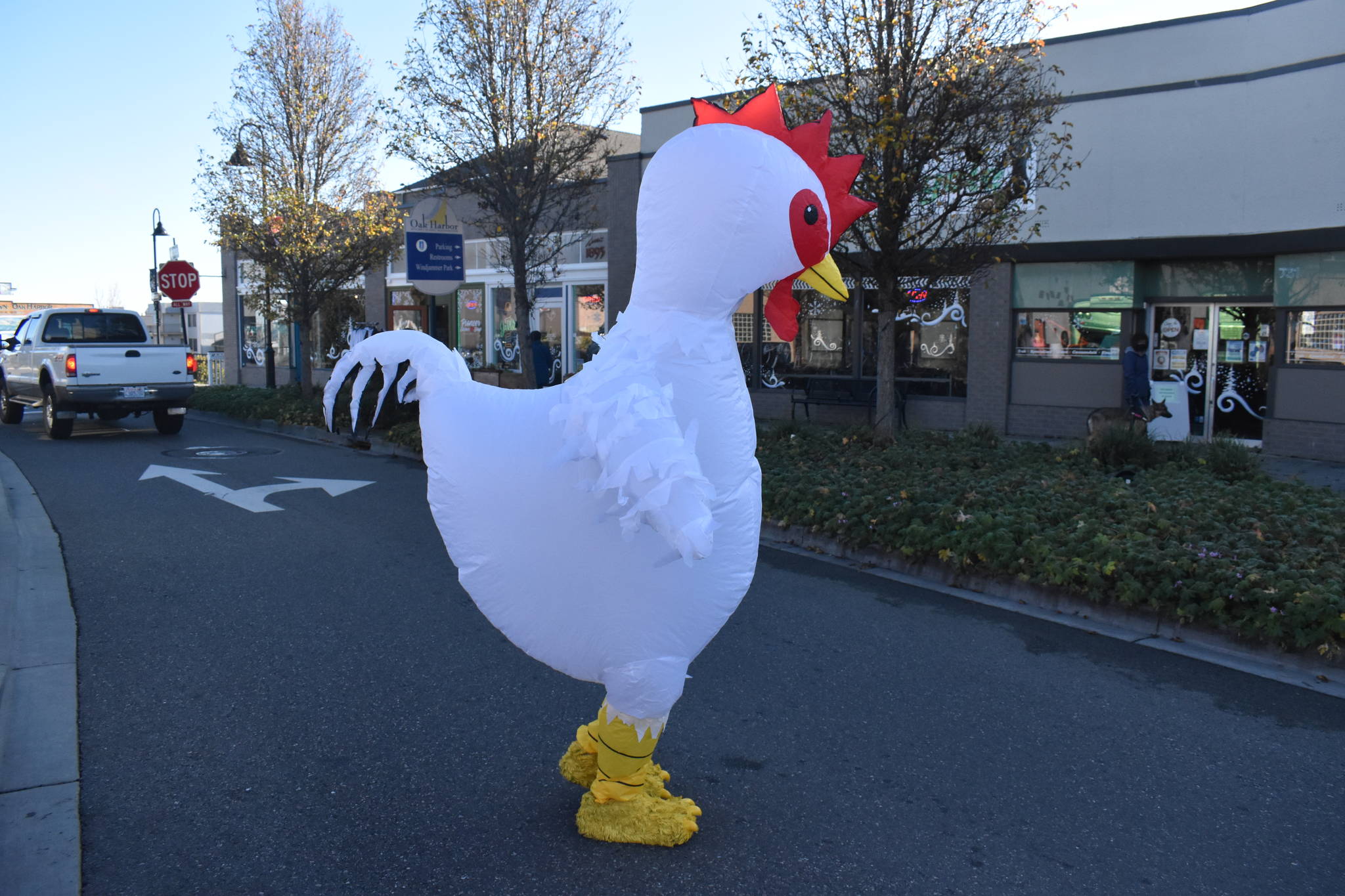 Whidbey Island Chicken spotted in Oak Harbor crossing the road to get to the other side. Emily Gilbert/Whidbey News-Times