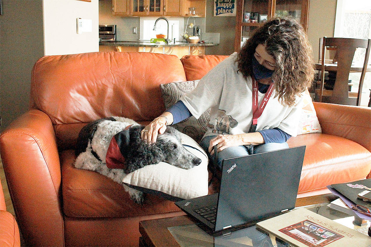 Greenbank resident LouAnn Hepp prepares her parti poodle, Ruby, for a Reading with Rover online session. The pair have been part of the Puget Sound literacy program for the past several years and transitioned from in-person to virtual events. Photo by Kira Erickson/Whidbey News-Times