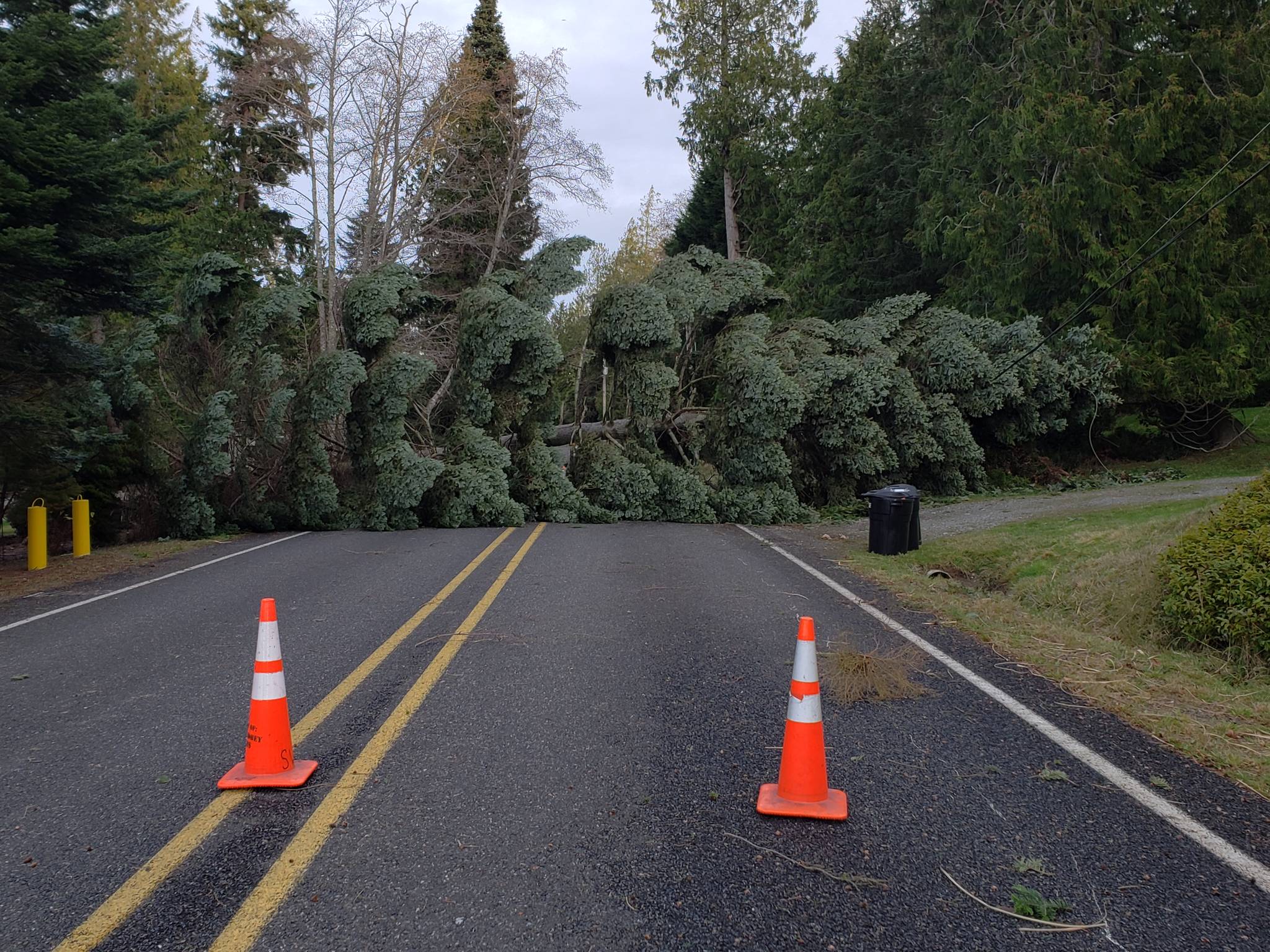 A fallen tree blocked both lanes of East Harbor Road on South Whidbey on Wednesday, Jan. 13. Photo by Diane Jhueck