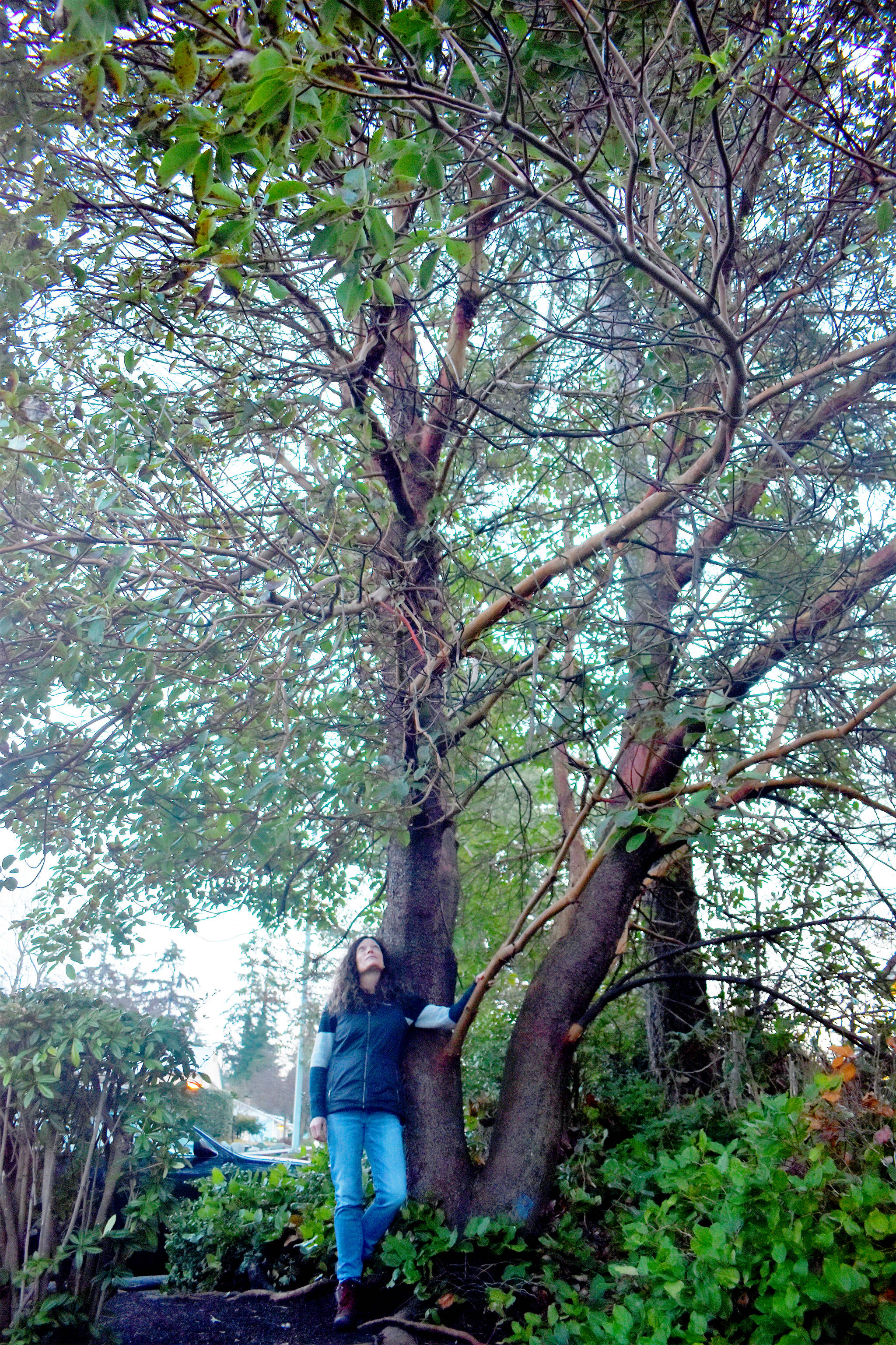 Photo by Emily Gilbert/Whidbey News-Times
Carol Johnston has watched this Pacific madrone grow for the past 14 years. It is slated to be removed during McDonald’s upcoming renovation in early February.