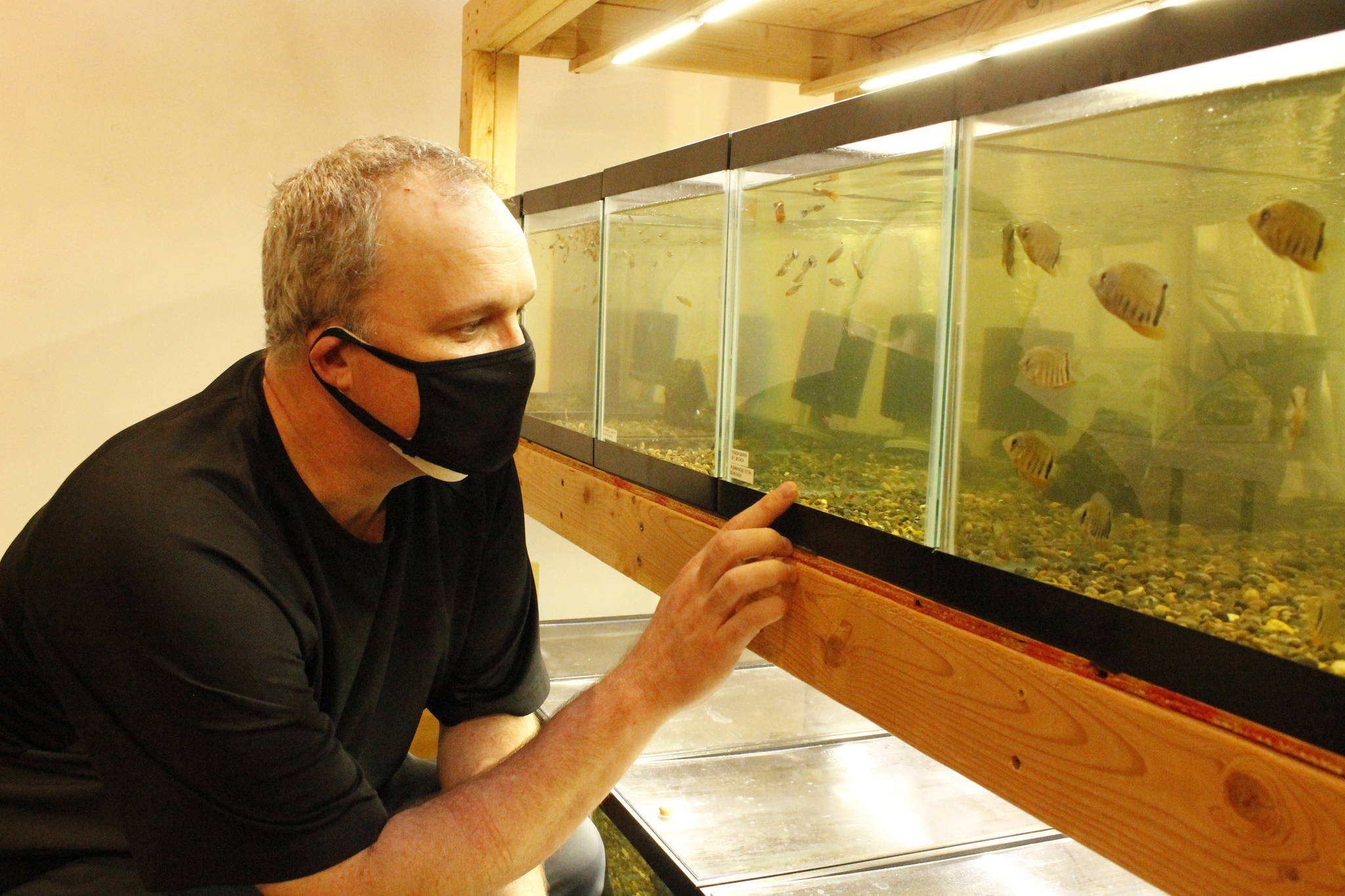 Photo by Kira Erickson/South Whidbey Record
In one of the tanks in his new store, fish follow business owner Jason Blair’s finger.