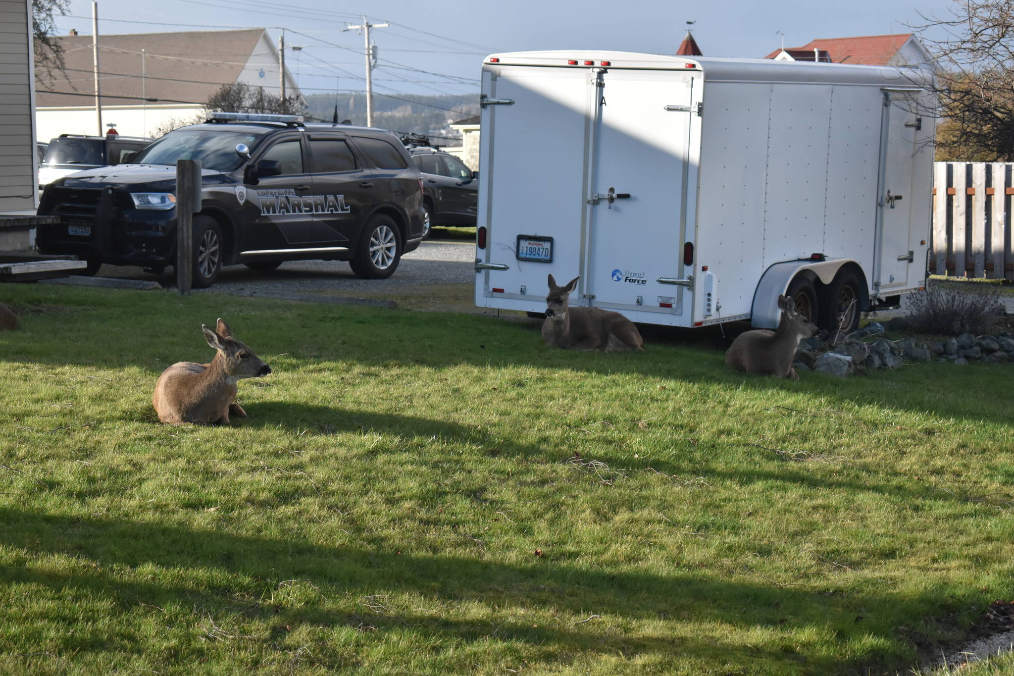 Nine deer, including these three, showed up at Coupeville Town Hall on Feb. 23. Photo by Emily Gilbert/Whidbey News-Times