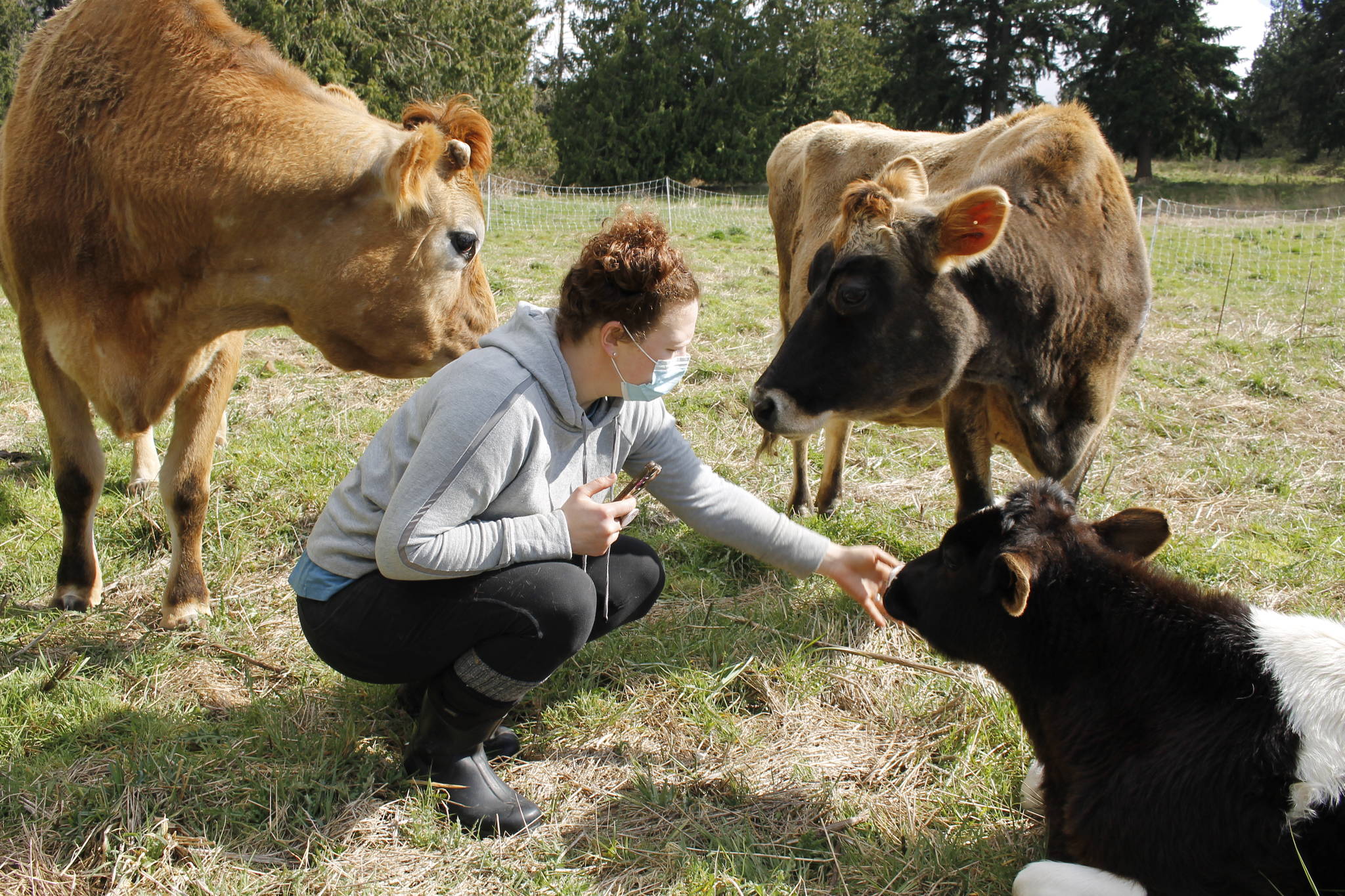 Sarah Santosa is surrounded by some bovine residents of Ballydídean Farm Sanctuary, including Rez, Dahlia and Poco. Photo by Kira Erickson/South Whidbey Record