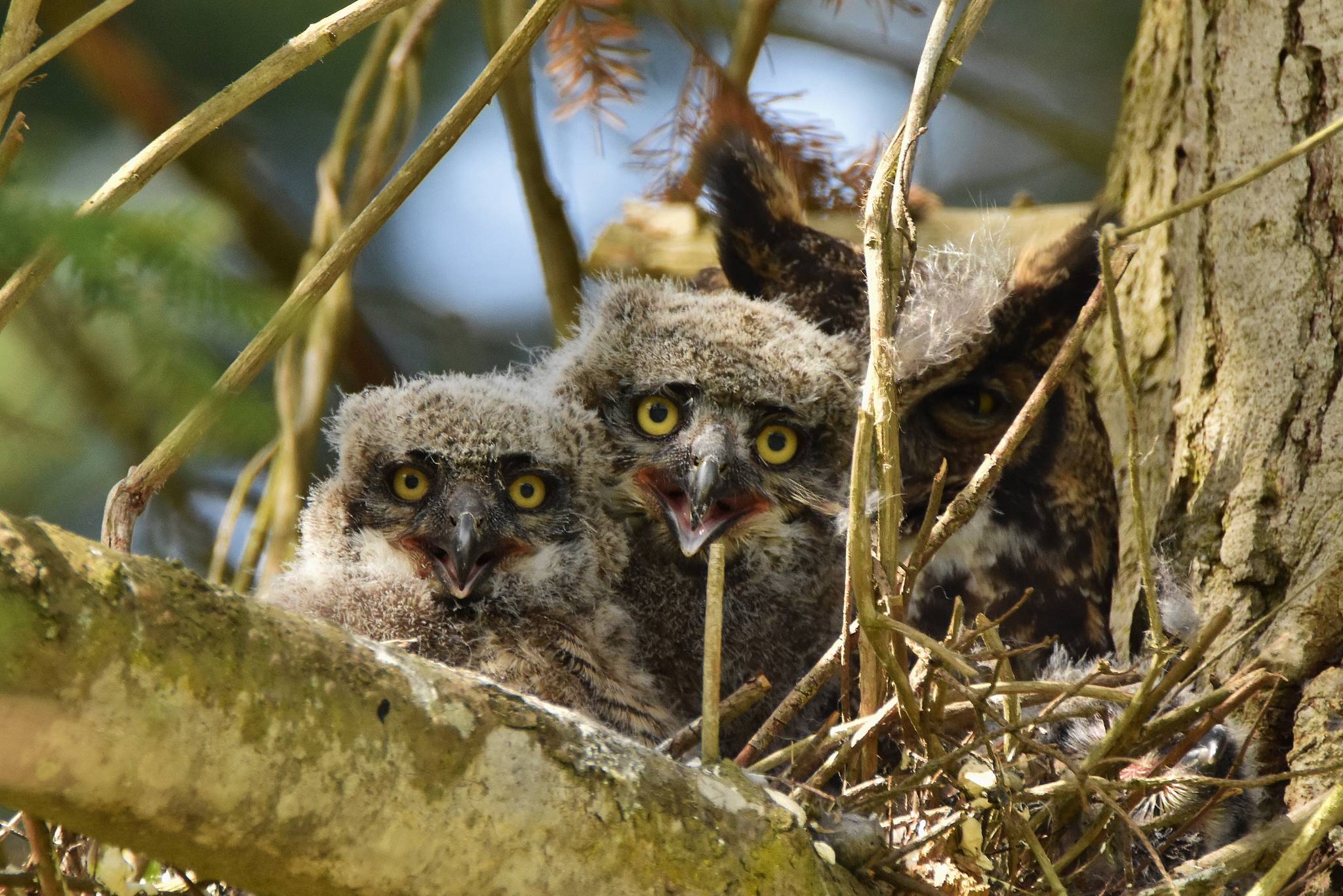 Photo by Cara Hefflinger
After Coupeville resident Geri Nelson saw these two Great Horned owlets and their mother, she posted to social media to see if there was any local photography interest. Cara Hefflinger came to the tree, camera in hand.