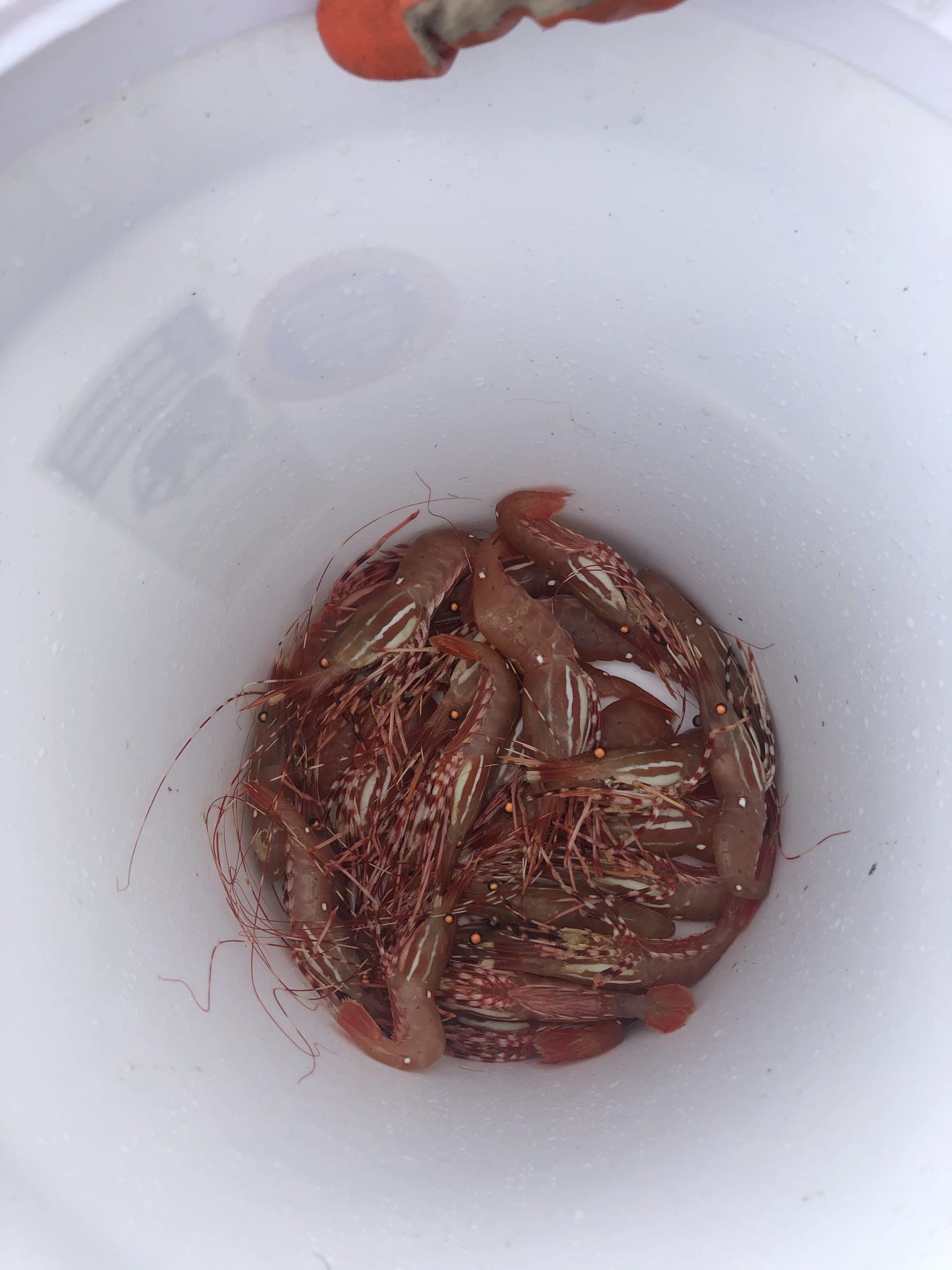 Photo by Emily Gilbert/Whidbey News-Times
State Department of Fish and Wildlife enforcement officer Ralph Downes said it’s important to sort shrimp as soon as the the crustaceans are brought onboard.