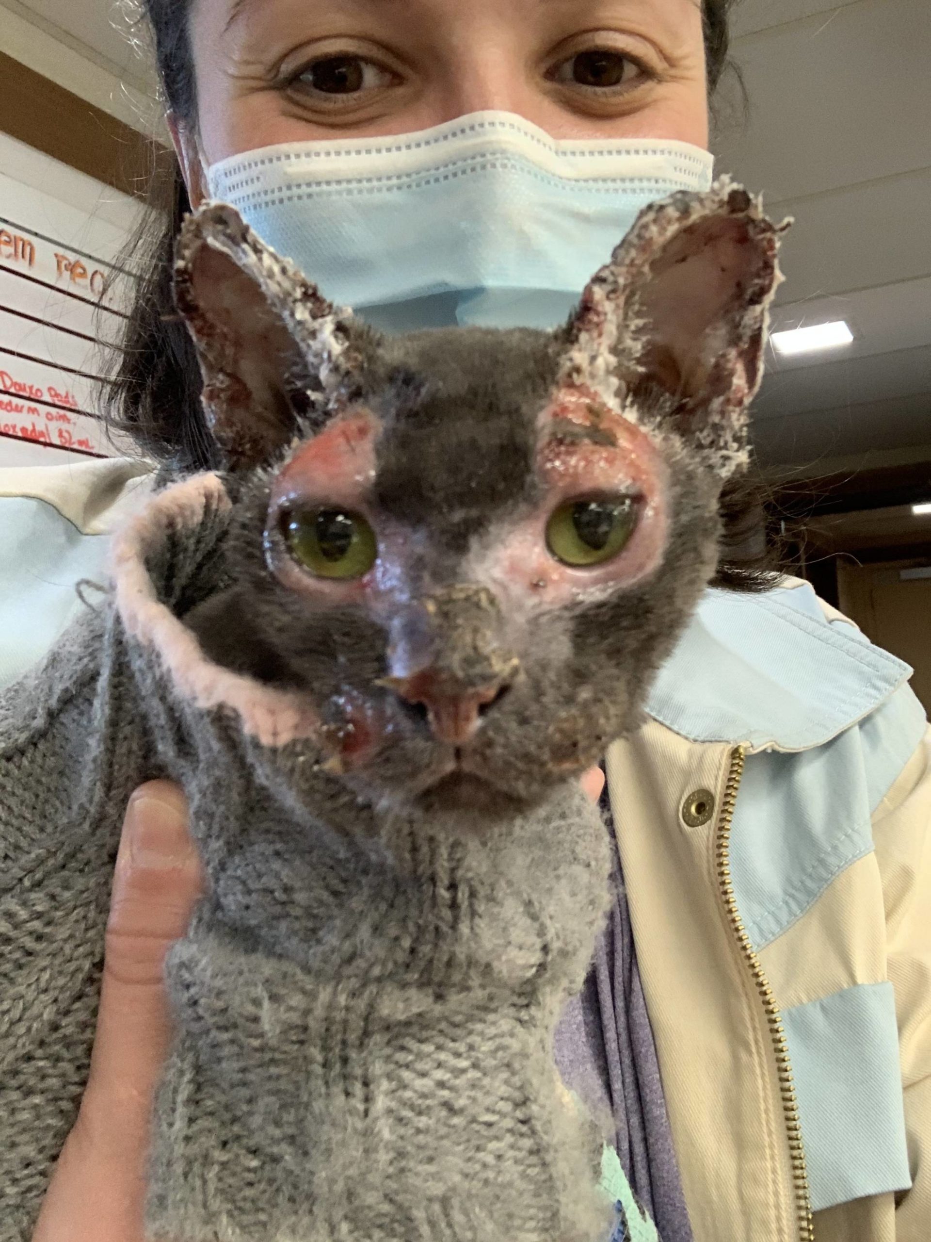 Sarah Lord treats Ember the cat at Best Friends Veterinary Center March 30, 2021. (Photo courtesy of Best Friends)