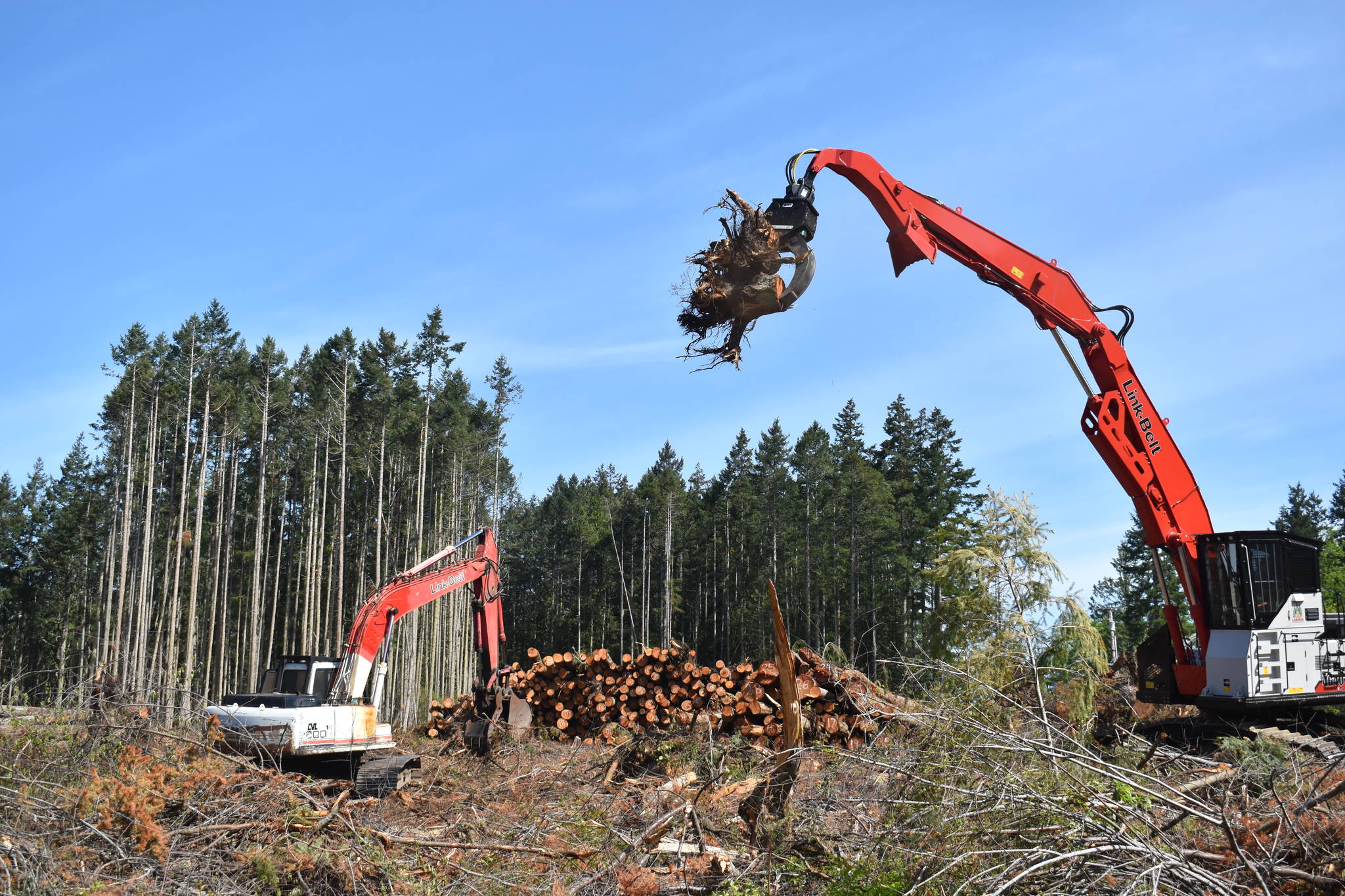 Photo by Emily Gilbert/Whidbey News-Times
Roughly half of the trees on Cherry Valley Logging's 40-acre property on North Whidbey will go to a Skagit County fish habitat project, owner Justin Vanhulle. The other half will be sent to a mill.