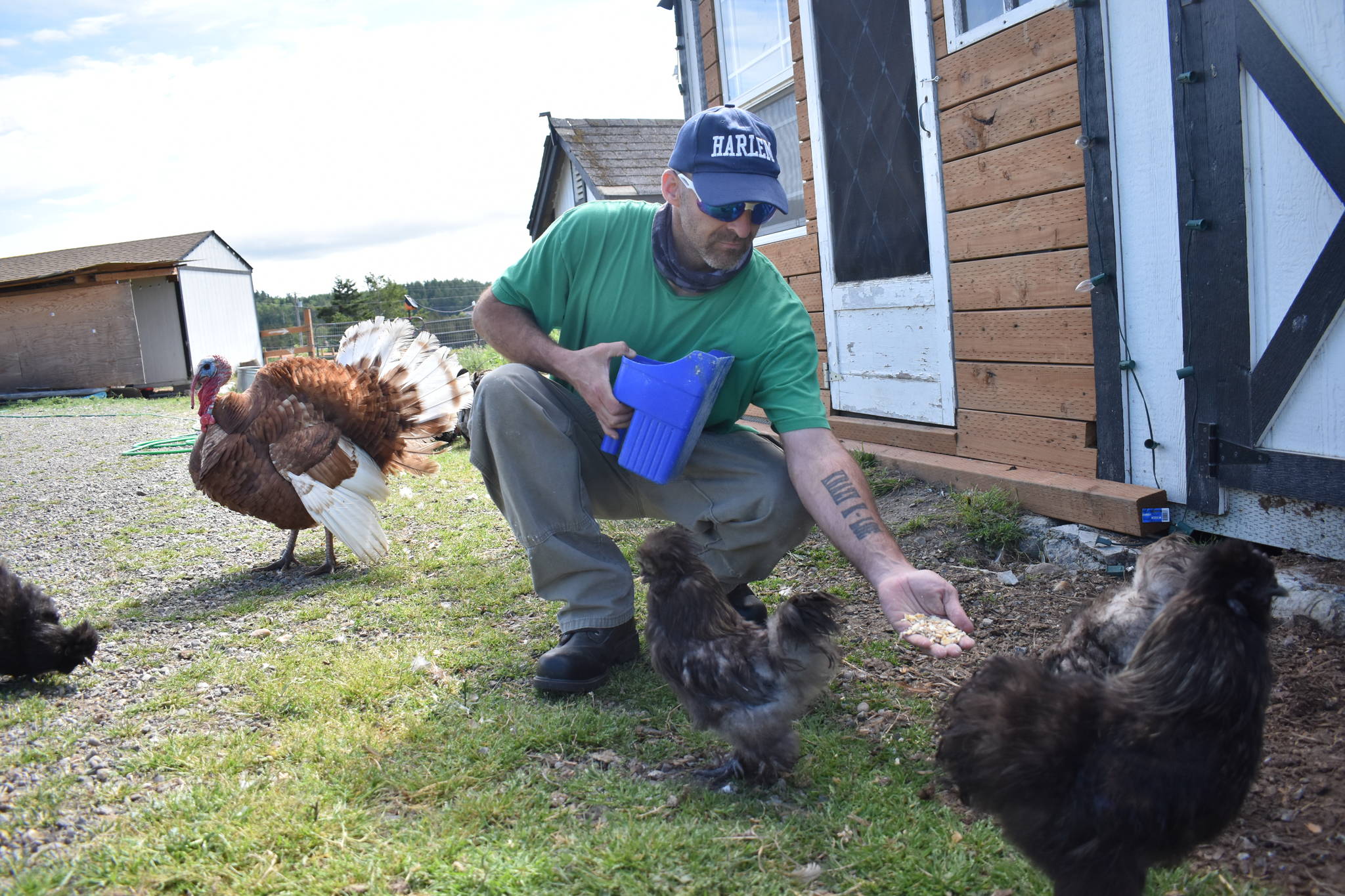 Photo by Emily Gilbert/Whidbey News-Times
Charlie Kimmel feeds Silkie rooster Beatbox and some of his feathered friends.
