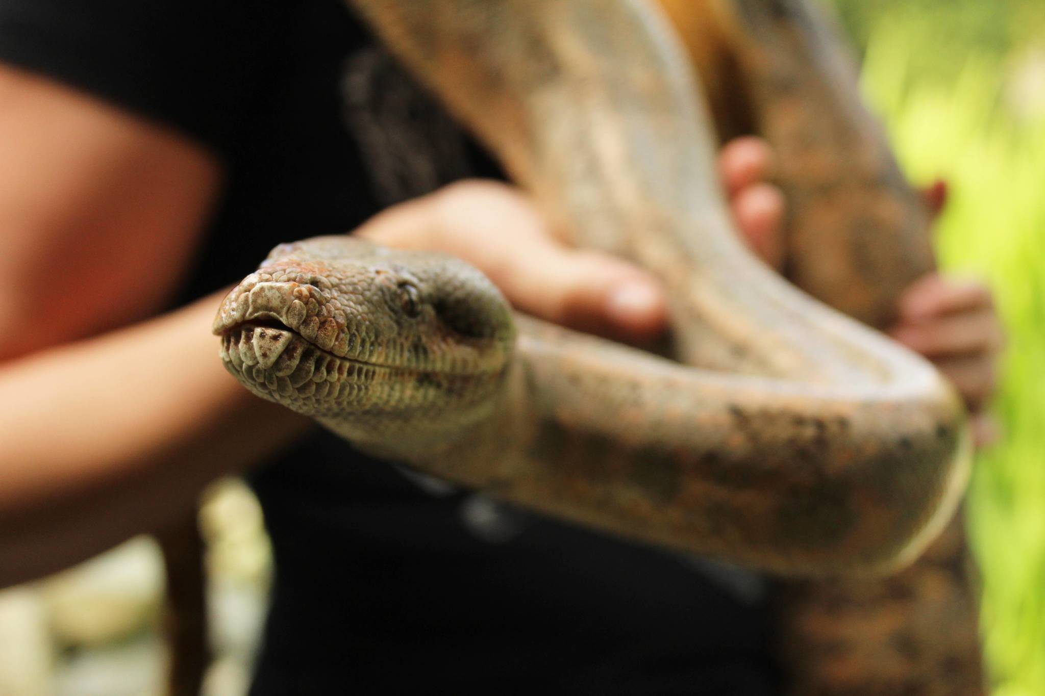 Peaches the boa constrictor enjoys the sunny day. (Photo by Karina Andrew/Whidbey News-Times)