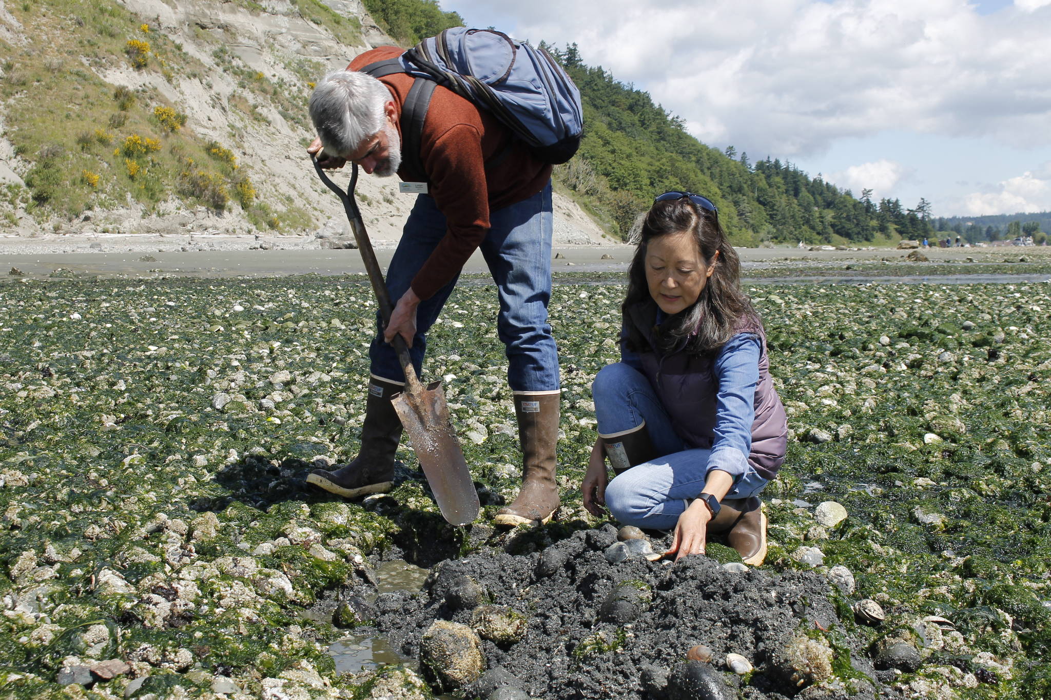 Digging 4 Dinner Clamming classes planned South Whidbey Record