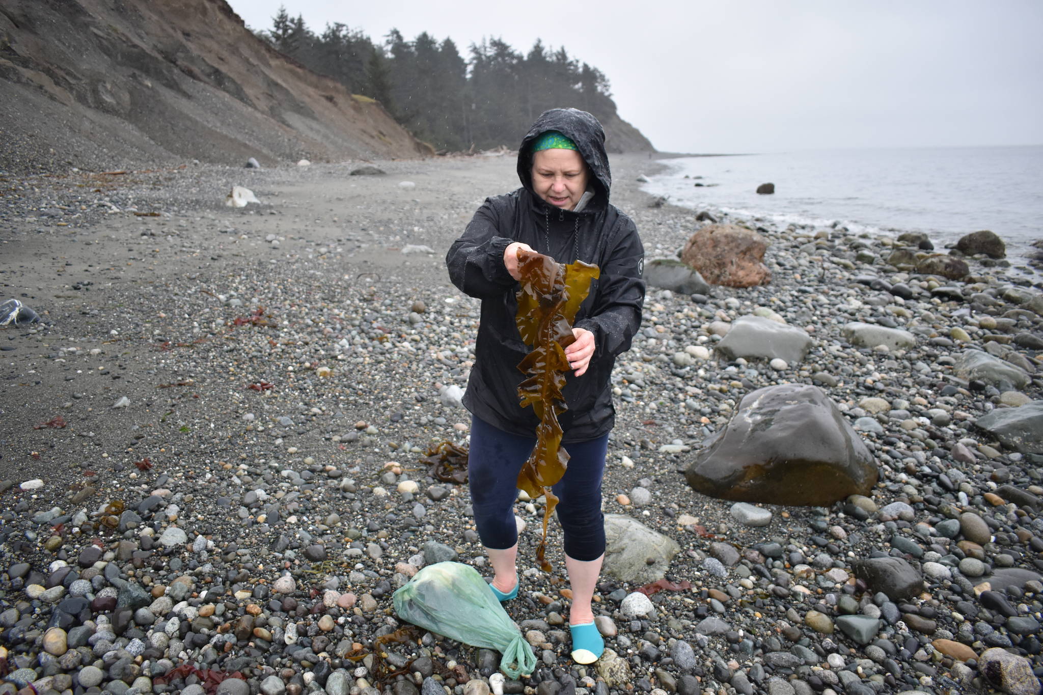 Photo by Emily Gilbert/Whidbey News-Times
Karen Achabel holds up a piece of kelp at Fort Ebey State Park on April 24. Seaweed harvesting at state parks is limited to April 15-May 15, although seaweed can be harvested from non-state park land at other times during the year.