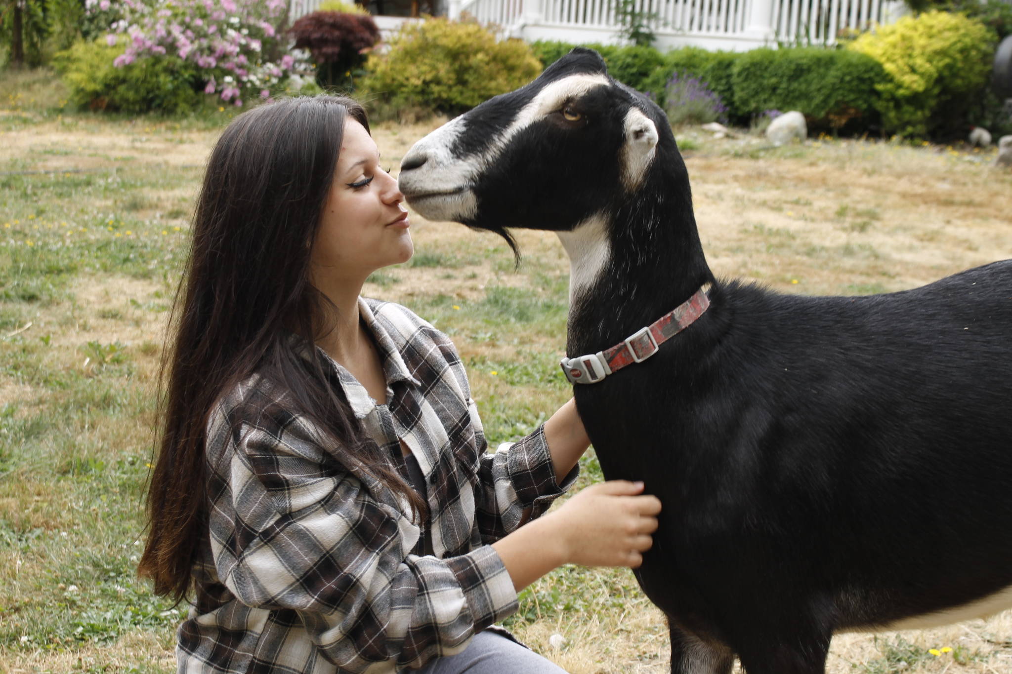 Photo by Kira Erickson
Kayla Bodenhafer, 15, with Kenny, a goat who broke his leg and avoided a death sentence earlier this year. The Bodenhafers refused to put him down and instead made him a cast. In years past, he has been at the Whidbey Island Fair.