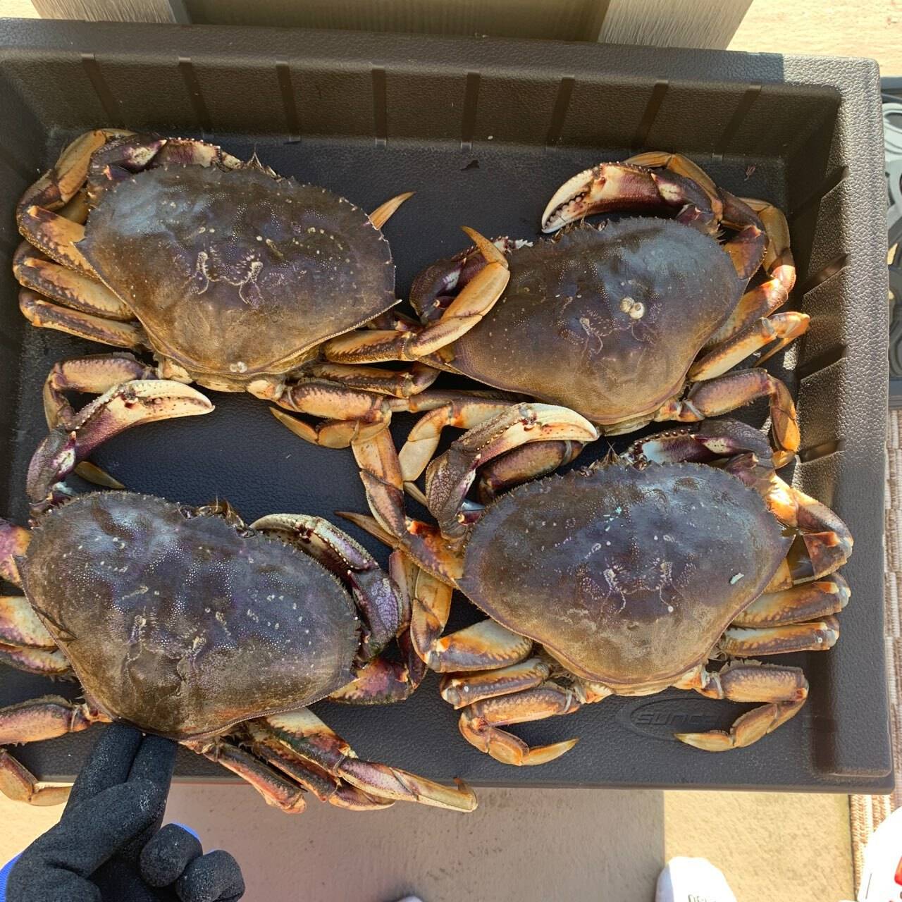 Photo by Aiden Santos
Dungeness crab are the most popular among Whidbey crabbers.