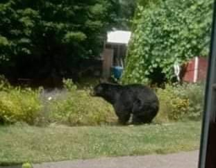 Screenshot provided
A photo circulated widely on social media shows a black bear in the backyard of a South Whidbey residence.