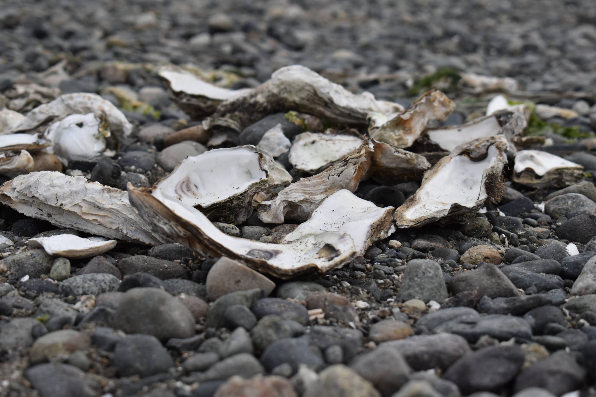 Photo by Emily Gilbert/Whidbey News-Times
Those looking to enjoy oysters on the half shell in Penn Cove, Saratoga Passage or Holmes Harbor should look elsewhere. The three areas are closed to recreational shellfish harvesting because of high levels of marine biotoxins.