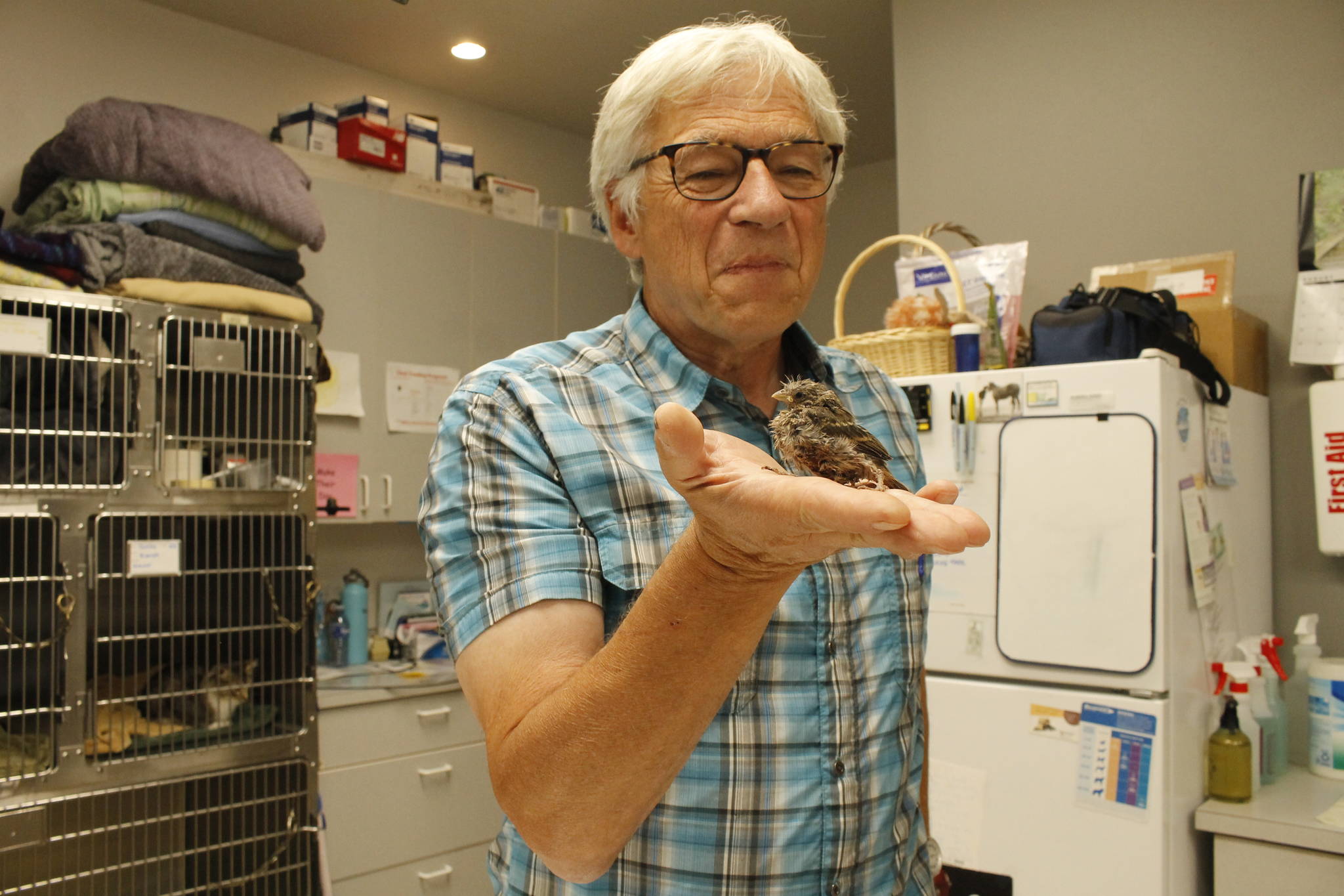 Veterinarian David Parent holds Jeffrey the house finch, who is receiving treatment after falling out of the nest. (Photo by Kira Erickson/South Whidbey Record)