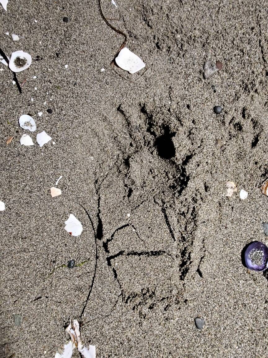 Photo provided
This photo of bear tracks on the beach was captured near Randall Point in Clinton last week.