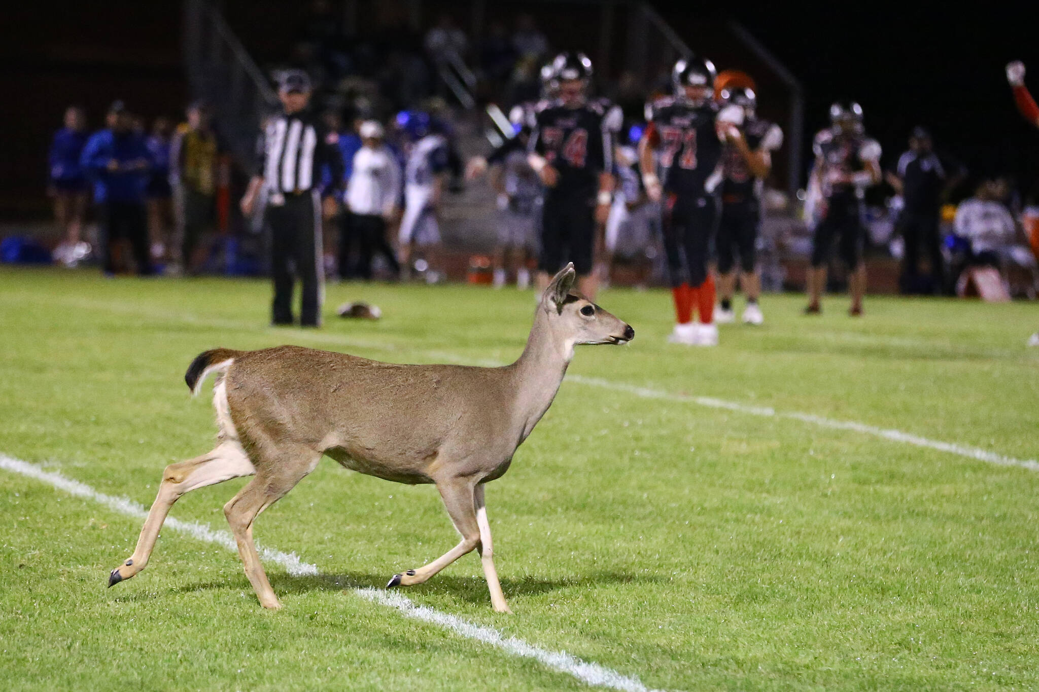 Photo by John Fisken
A doe and her fawn briefly joined the Coupeville High School football game Friday night, before running off the field.