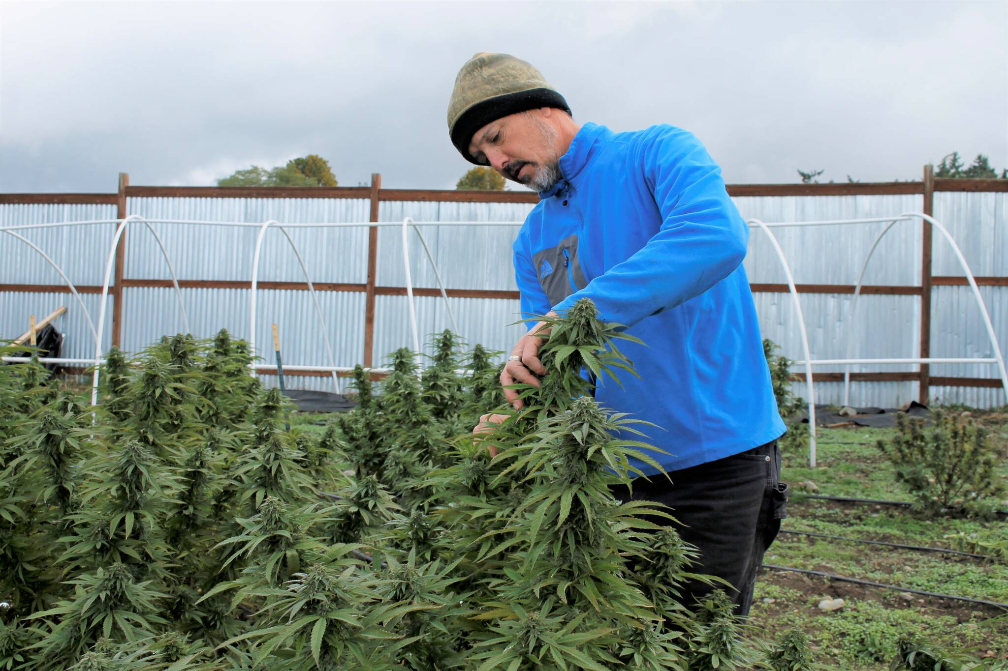 Photo by Kira Erickson
Adam Lind pulls a handful of leaves from a cannabis plant on his marijuana farm. Harvesting of the crop takes place in October.