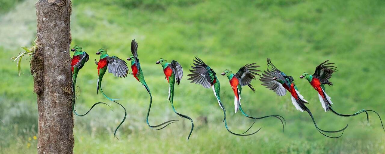 Photo by Peter Cavanagh
A collage of multiple images of a male Resplendent Quetzal (Pharomachrus mocinno) during his final approach to the nest in San Gerardo de Dota, Costa Rica.